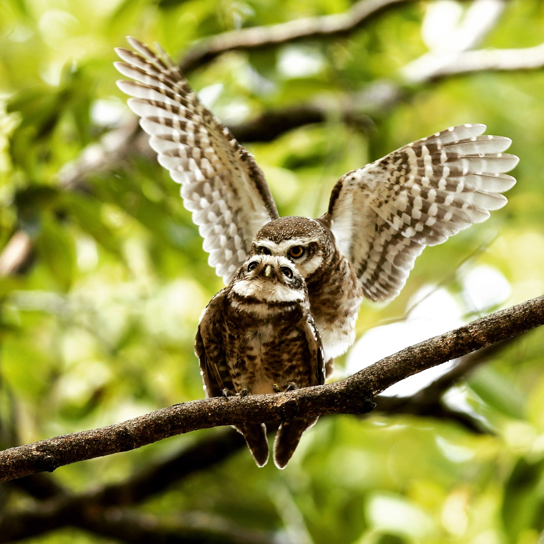 Canon EOS-1D X + Canon EF 300mm F2.8L IS USM sample photo. The honeymooners mating pair "bandhavgarh national park " photography