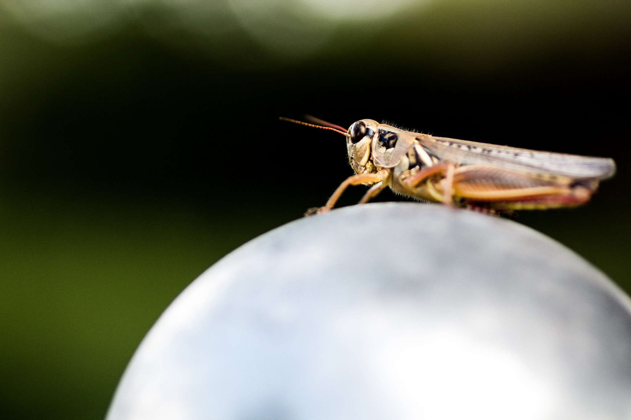 Canon EF 50mm F2.5 Macro sample photo. Hop stop photography