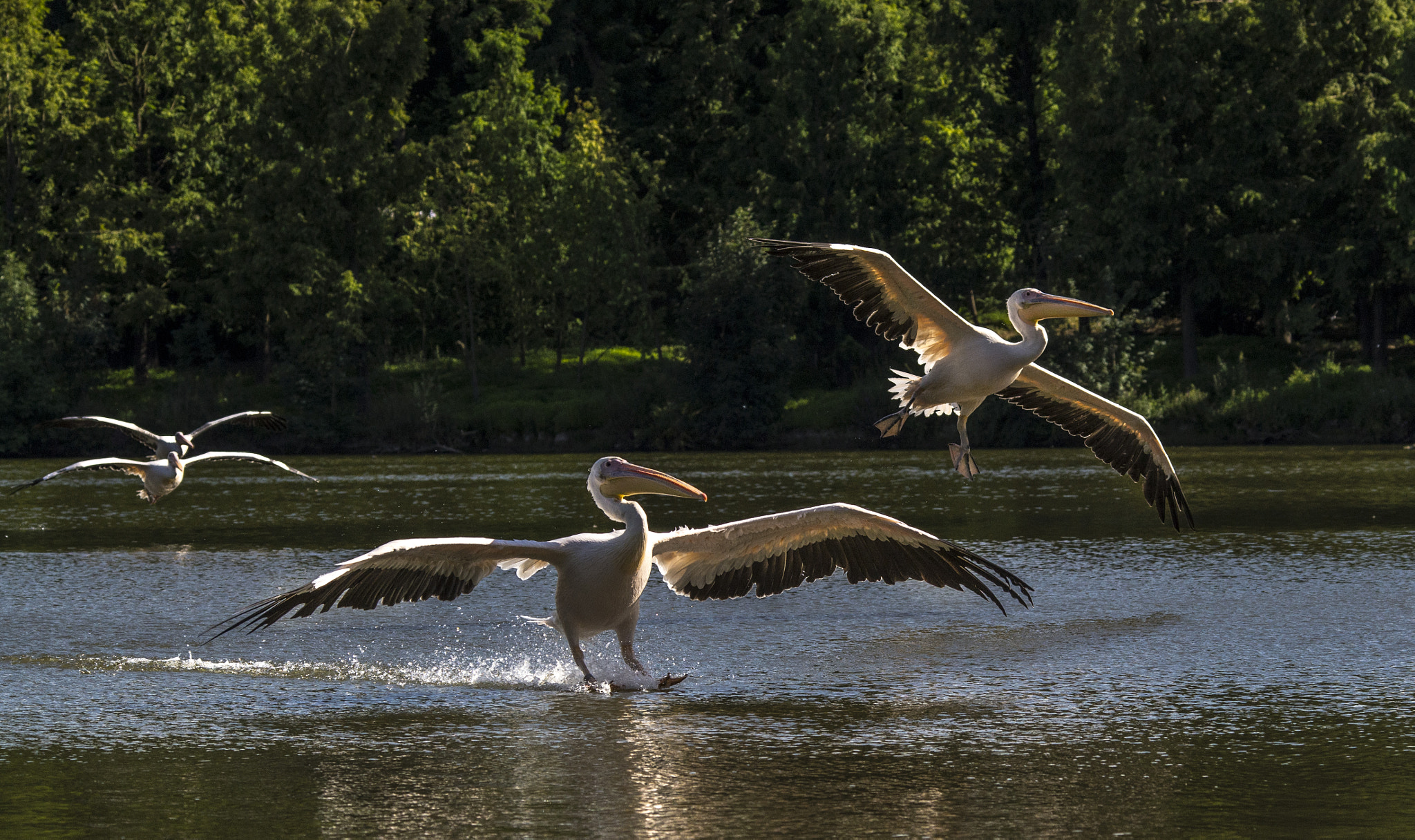Sigma 120-400mm F4.5-5.6 DG OS HSM sample photo. Splashdown photography