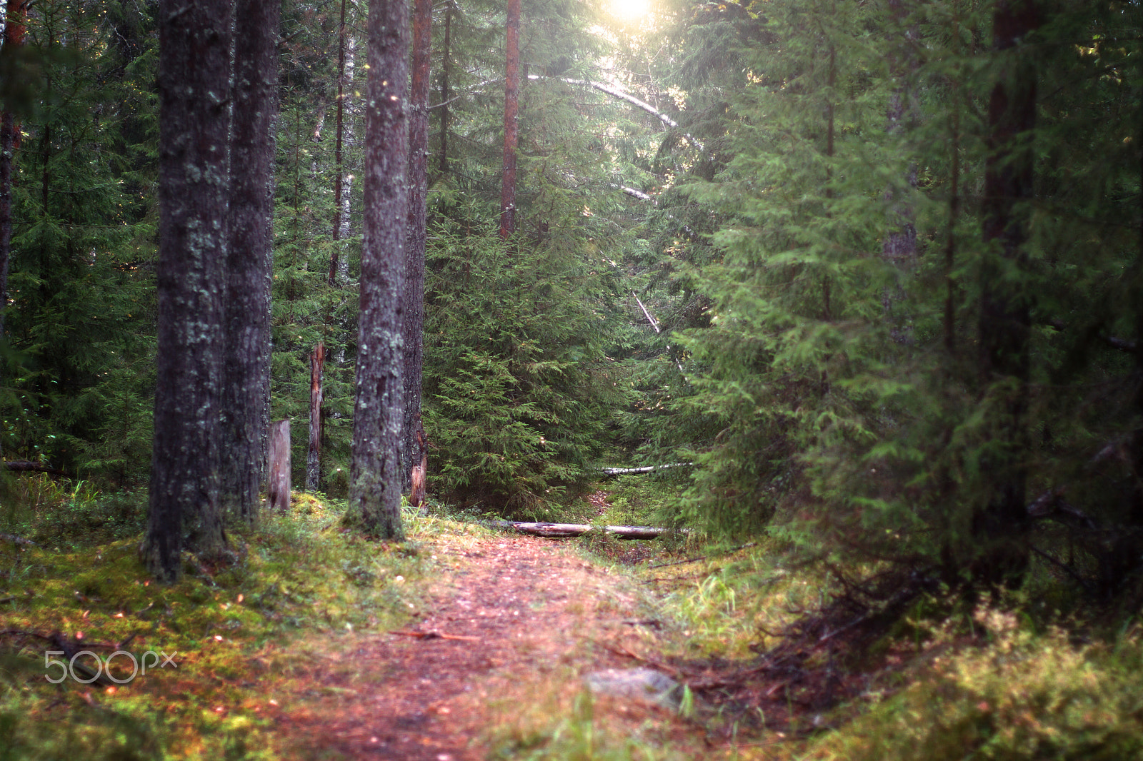 Sony SLT-A65 (SLT-A65V) + Minolta AF 50mm F1.4 [New] sample photo. The narrow path that goes deep into the spruce forest illuminated by the sun, selective focus photography