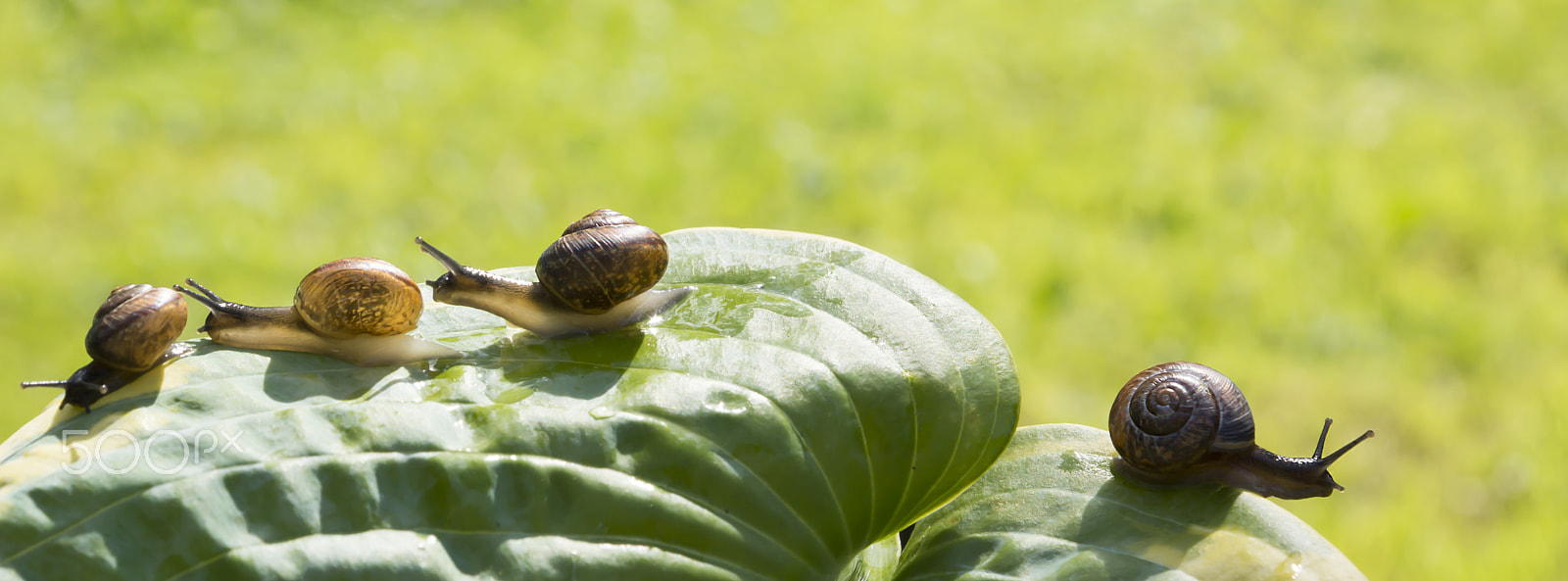 Sony SLT-A65 (SLT-A65V) sample photo. Four garden snails are crawling on a green leaf hosta fortunei marginato-alba, three in one... photography