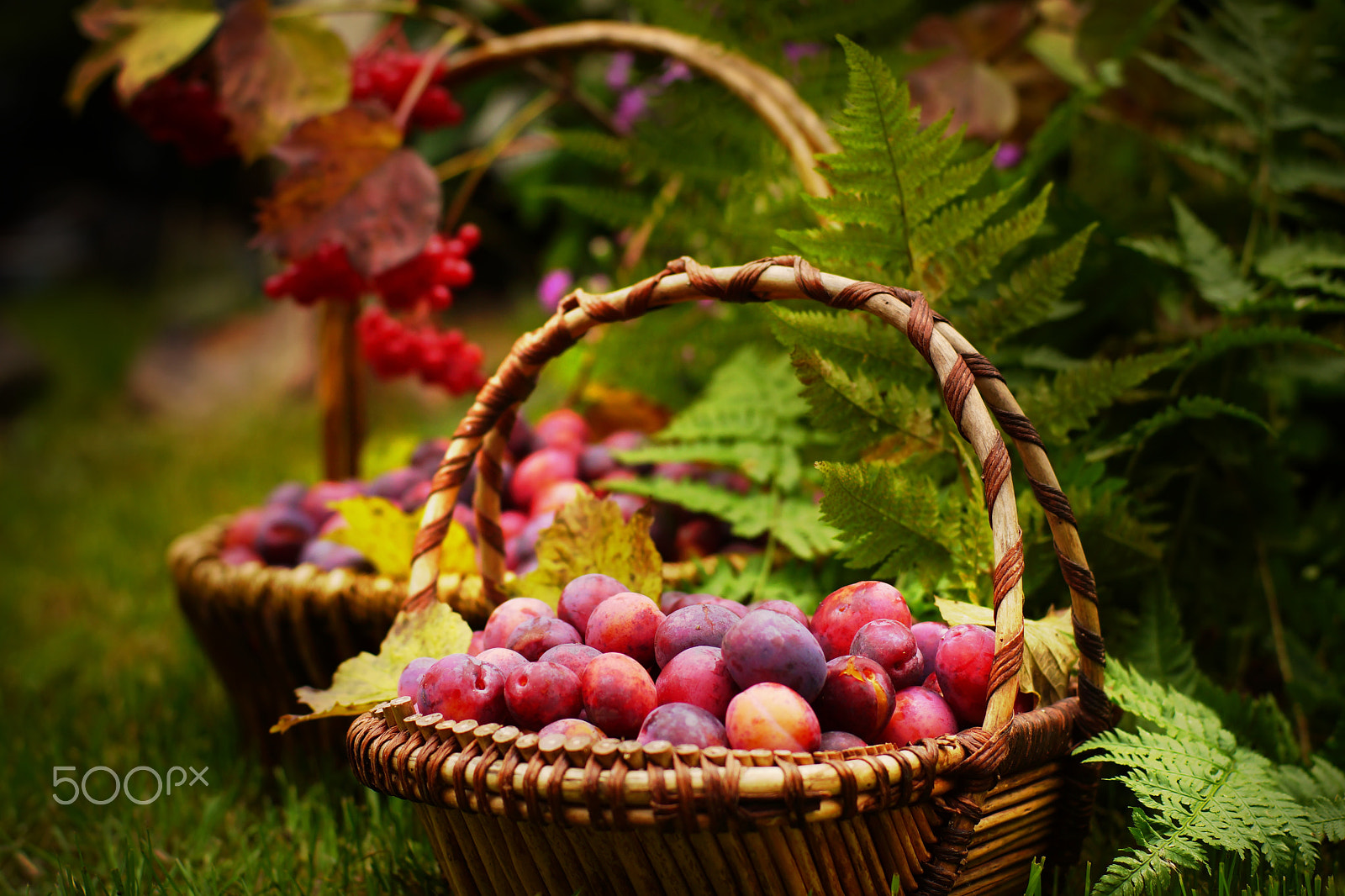 Sony SLT-A65 (SLT-A65V) sample photo. Two wicker baskets full of plums, fern in the background fall harvest, autumn photography