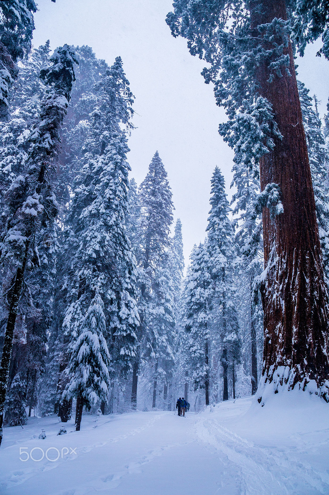 Sony SLT-A37 sample photo. Wandering in winter wonderland photography