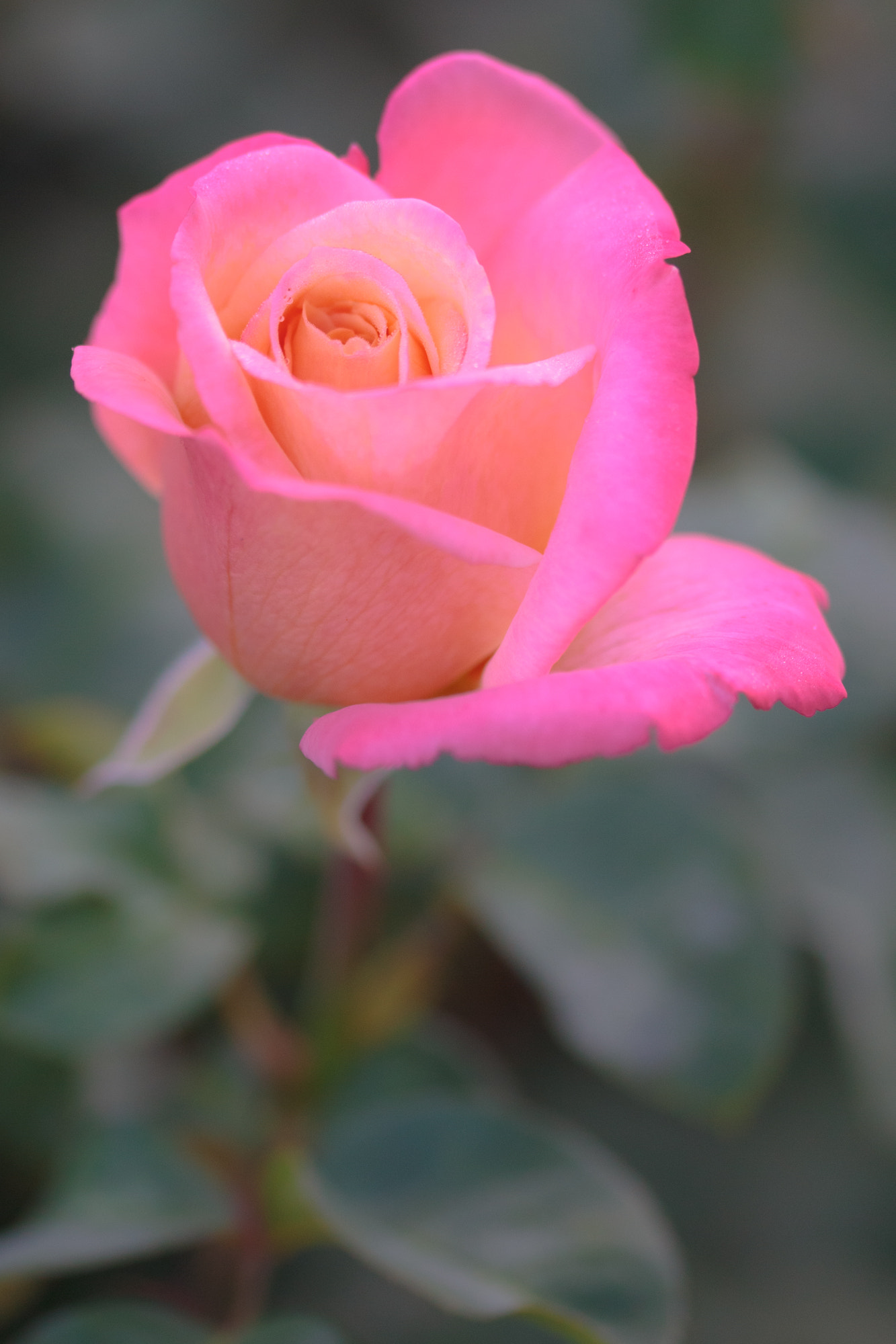 Sigma 105mm F2.8 EX DG OS HSM sample photo. Nature  photography