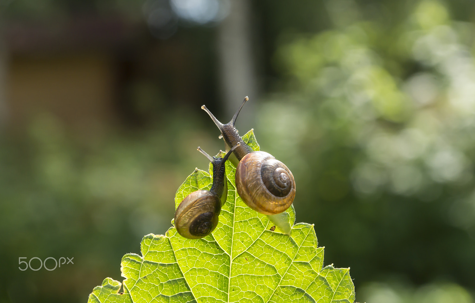 Sony SLT-A65 (SLT-A65V) sample photo. Two garden snails on a leaf currant looking into the distance, bokeh in the background photography