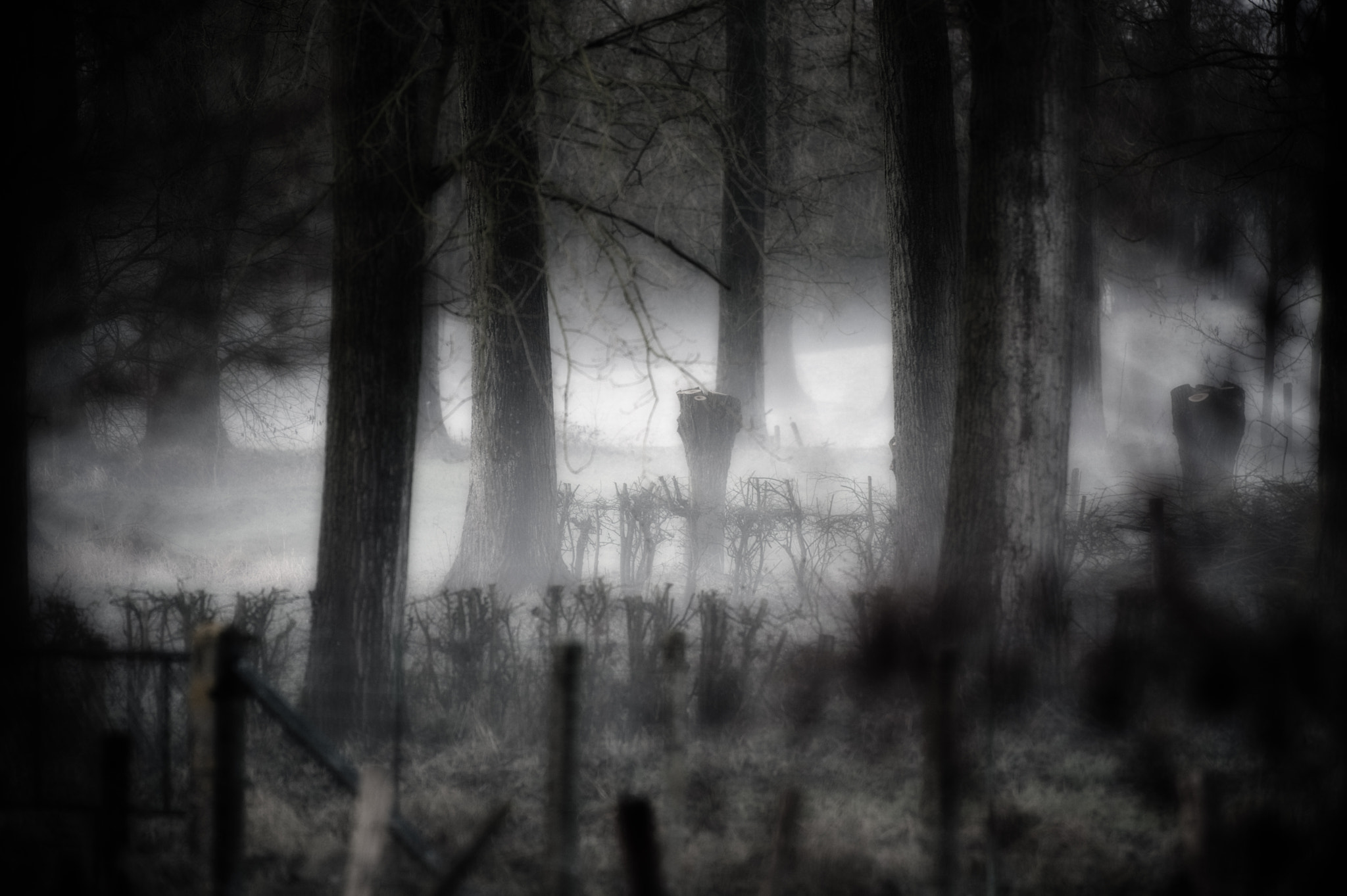 Nikon D3 sample photo. Mist photography