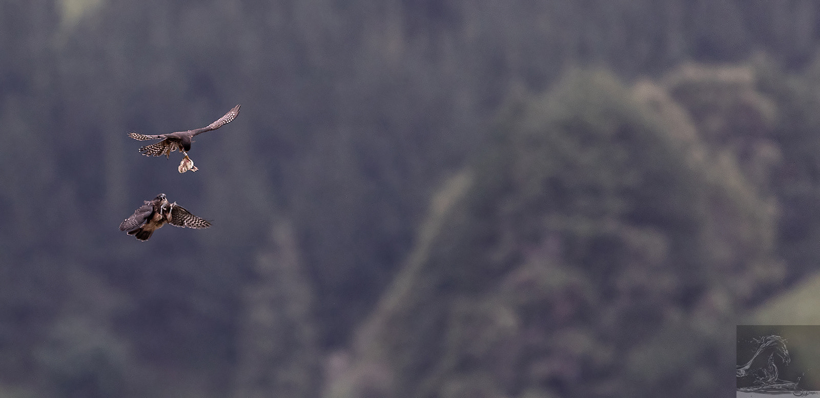Canon EF 300mm F2.8L IS USM sample photo. Karearea 86 photography