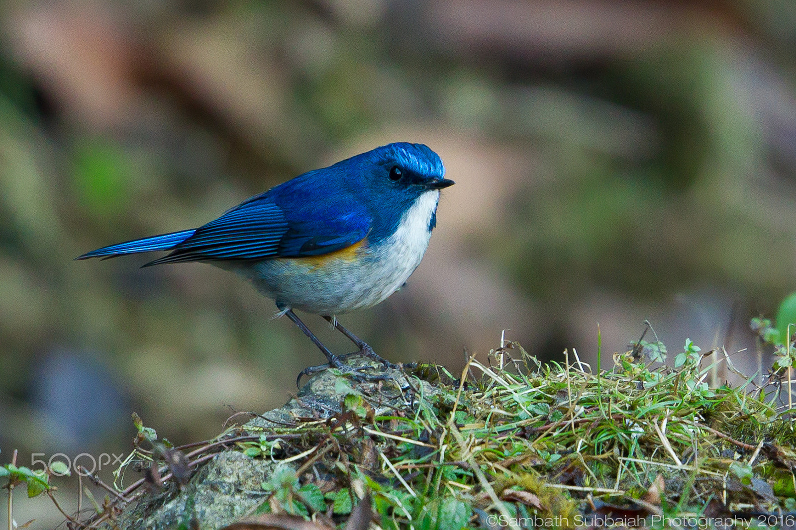 Canon EF 500mm F4L IS II USM sample photo. The rare beauty -himalayan blue tail photography