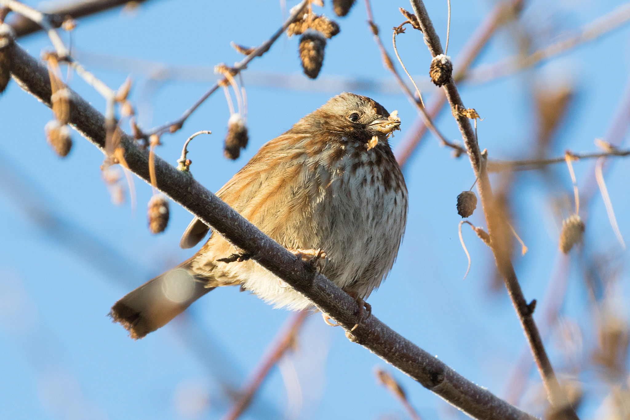 Canon EF 70-200mm F2.8L IS II USM sample photo. At marymoor park photography