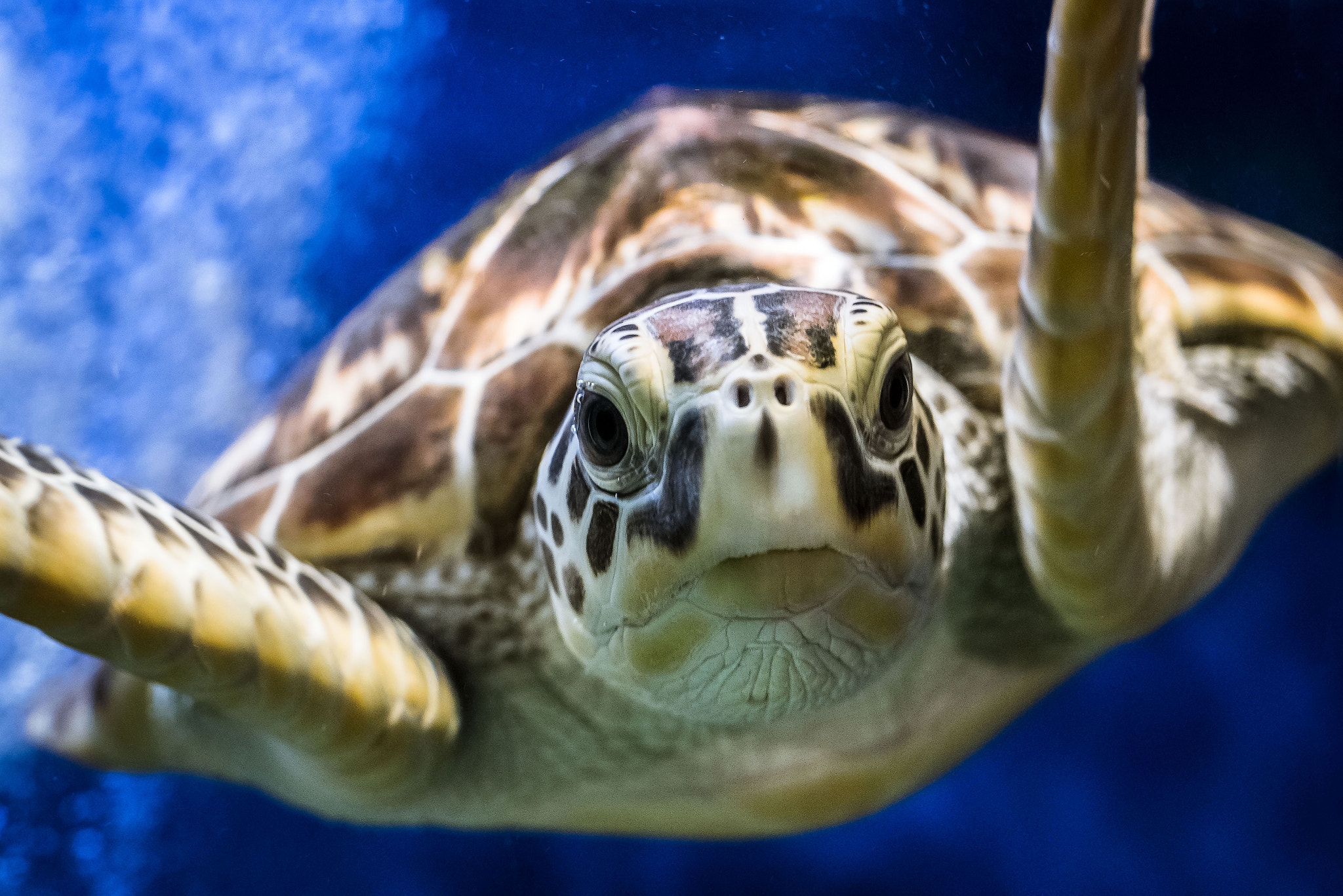 Nikon D750 + AF Nikkor 50mm f/1.4 sample photo. Turtle photography