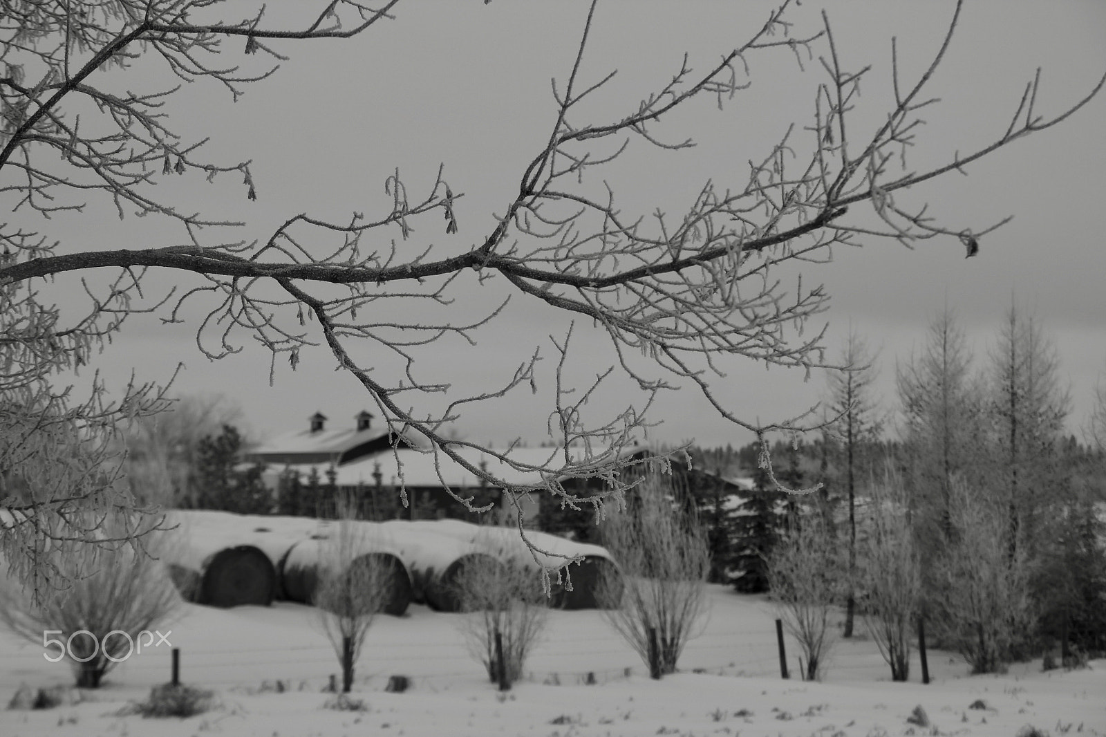 Canon EOS 550D (EOS Rebel T2i / EOS Kiss X4) sample photo. Bw winter barn photography