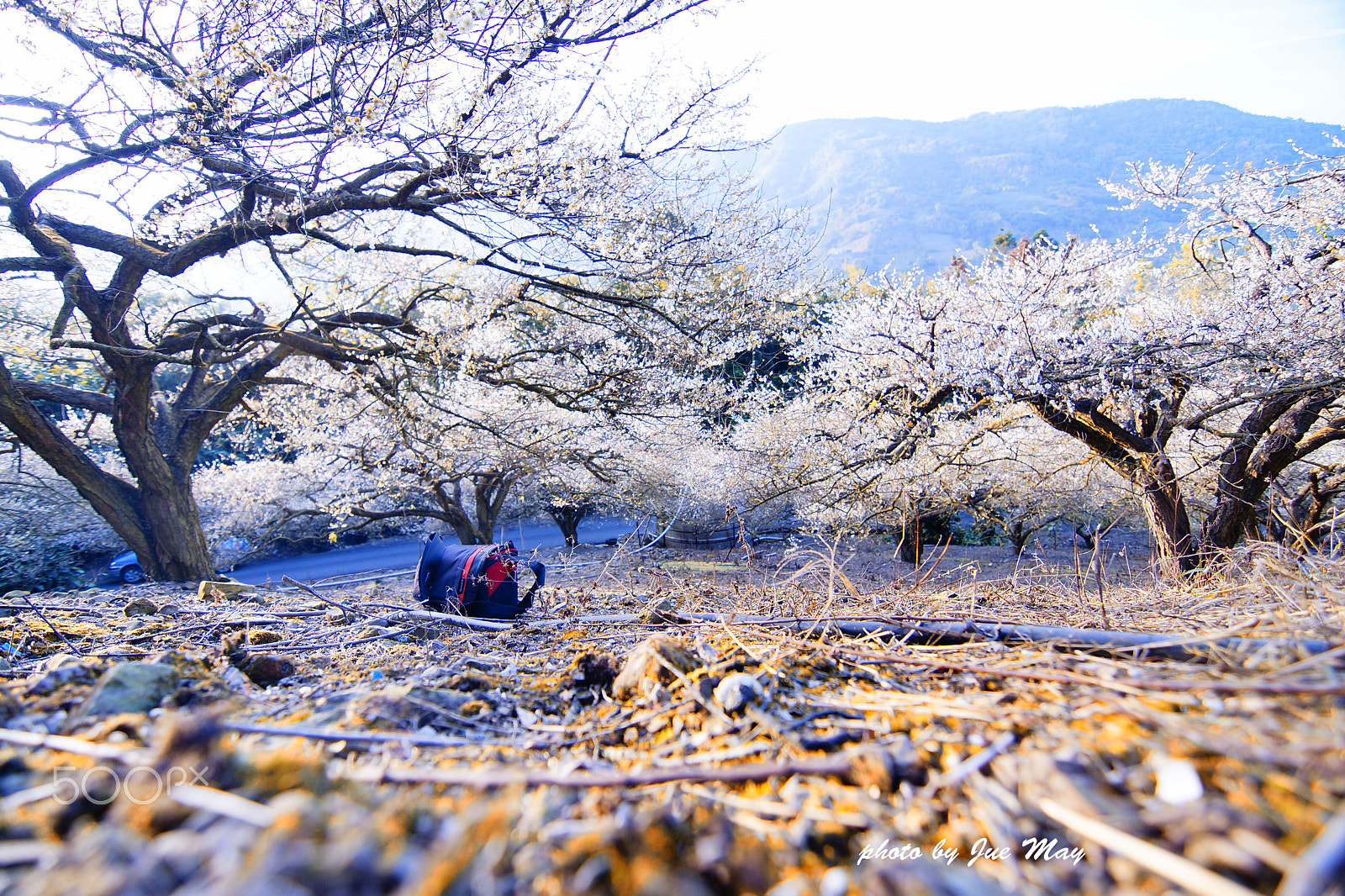 Sony SLT-A77 + 20mm F2.8 sample photo. [梅事]沒事多用心看視界,世界多美好 photography