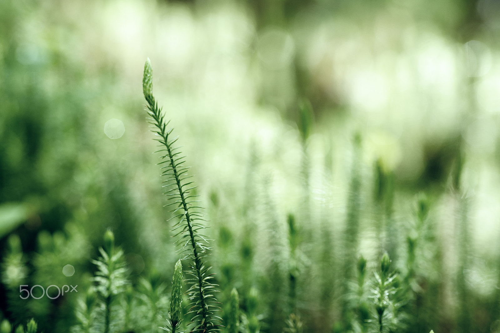 Nikon AF Micro-Nikkor 60mm F2.8D sample photo. Green moss background photography