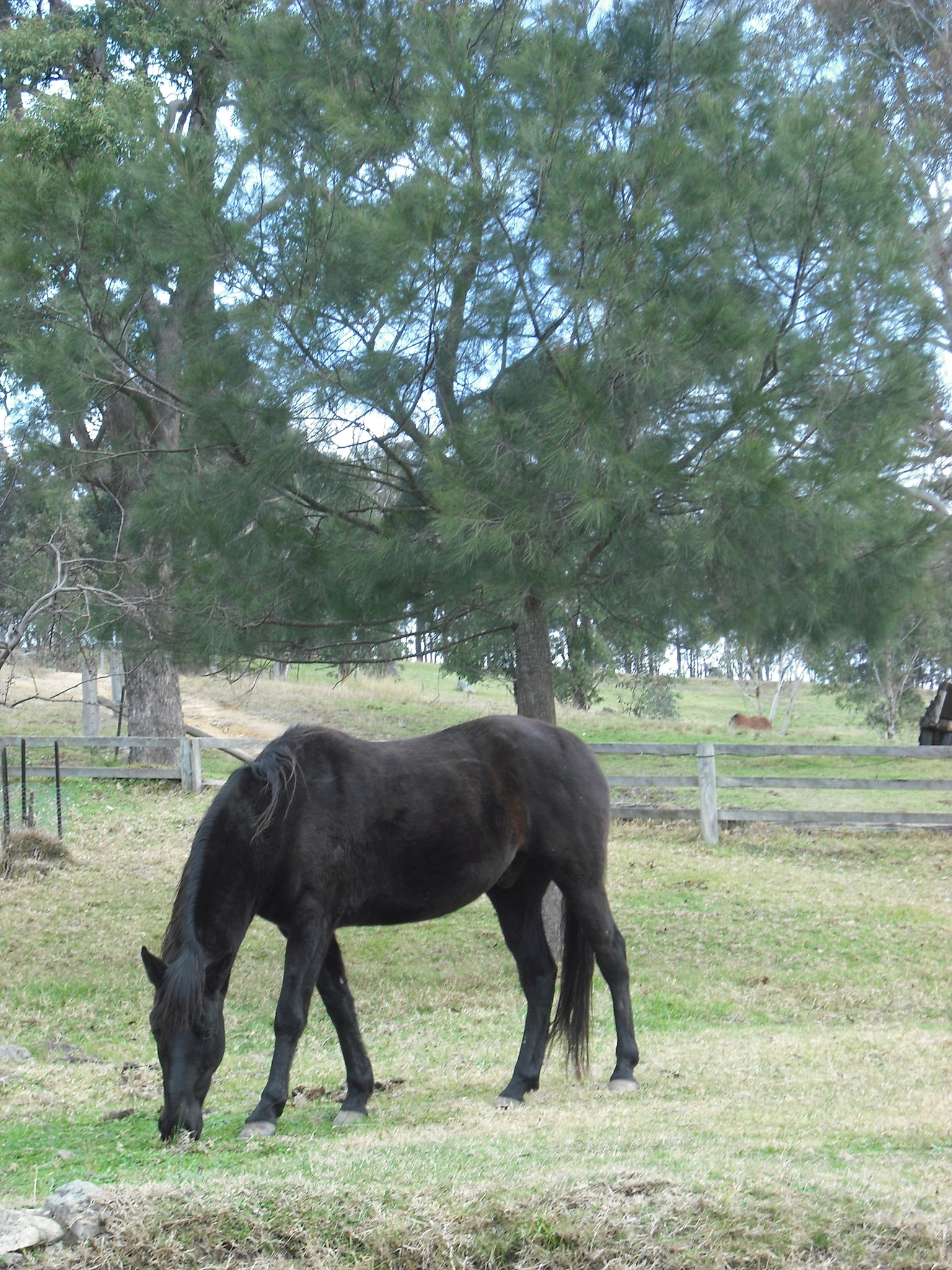 Fujifilm FinePix J10 sample photo. Black horse photography