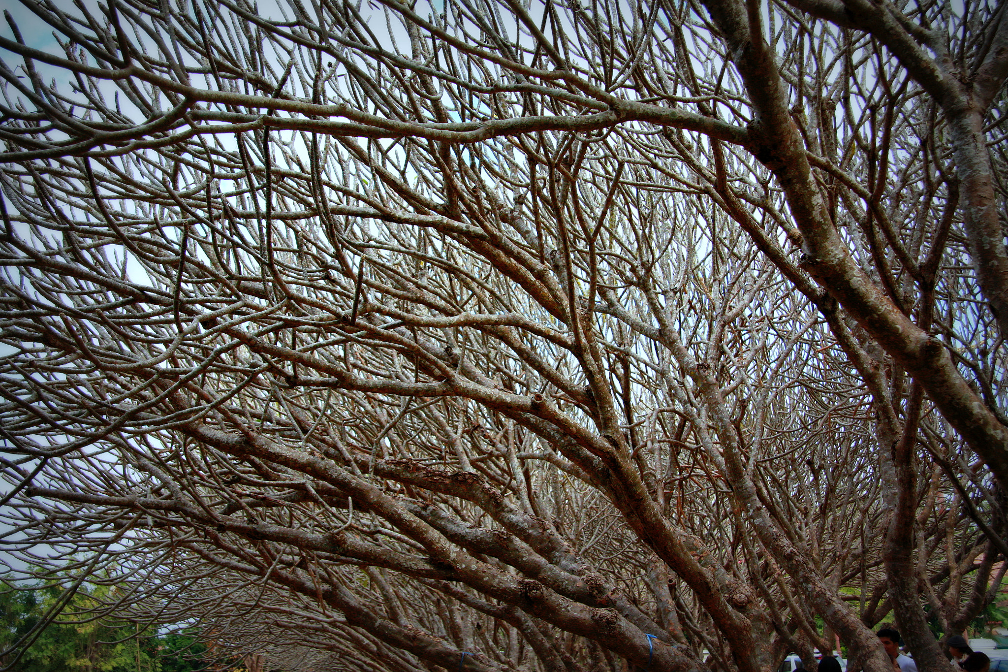 Canon EF-S 17-85mm F4-5.6 IS USM sample photo. Tree branch background photography