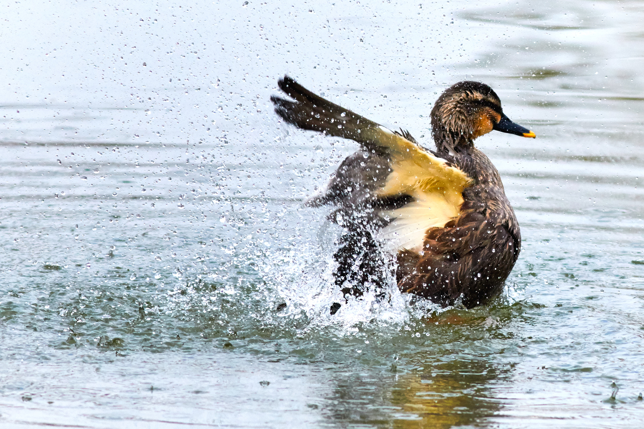 Canon EF 400mm F5.6L USM sample photo. Flapping photography