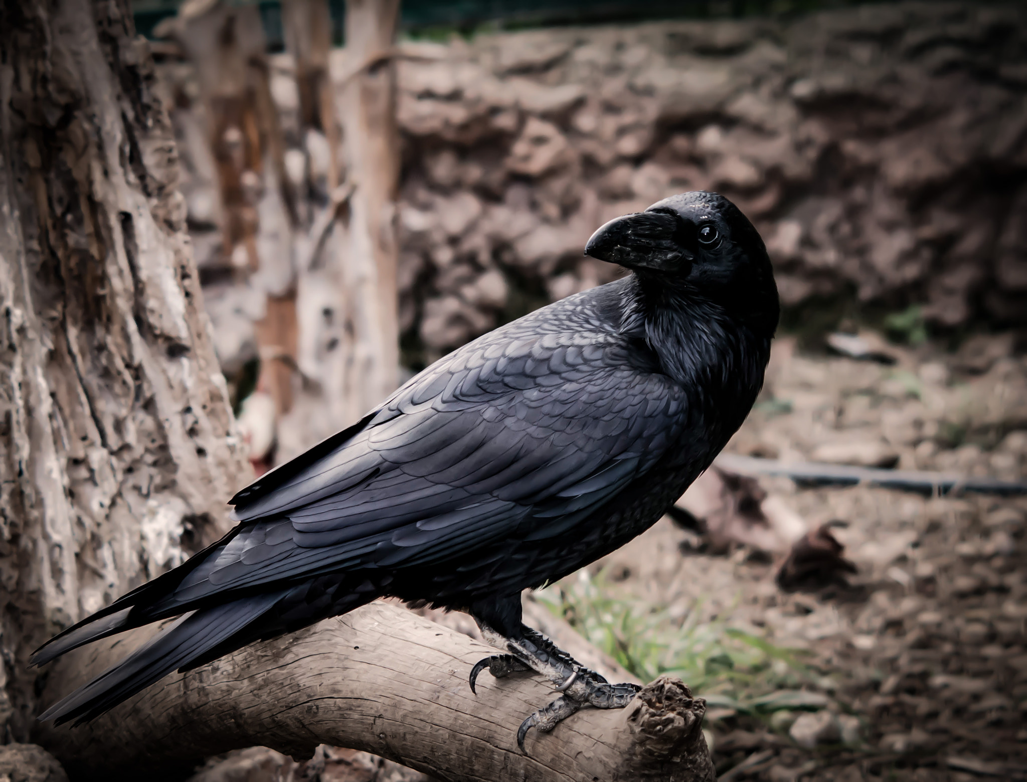 Nikon D800 + AF DC-Nikkor 135mm f/2D sample photo. The raven photography