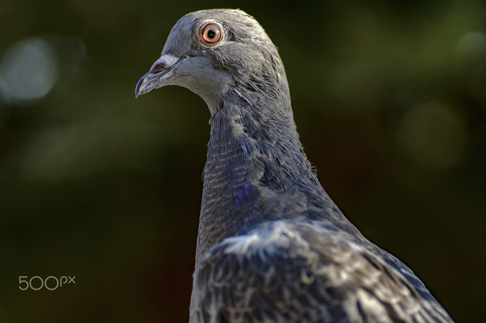 Sony SLT-A65 (SLT-A65V) sample photo. Pigeon headshot photography