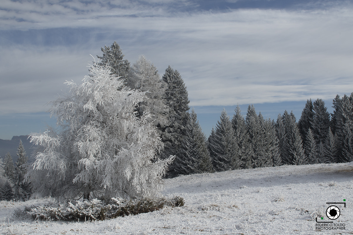 Sigma 24-70mm F2.8 EX DG Macro sample photo. Let it snow photography