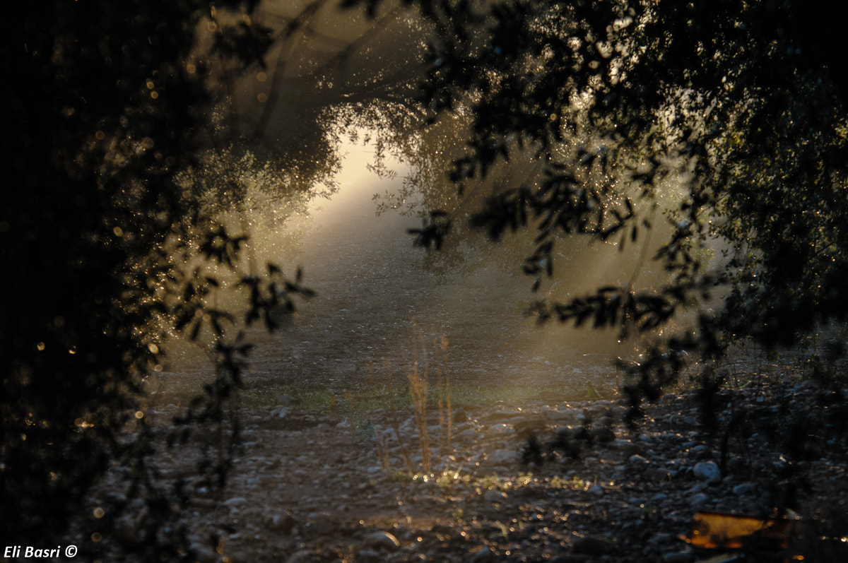 Nikon D300S sample photo. Misty morning photography