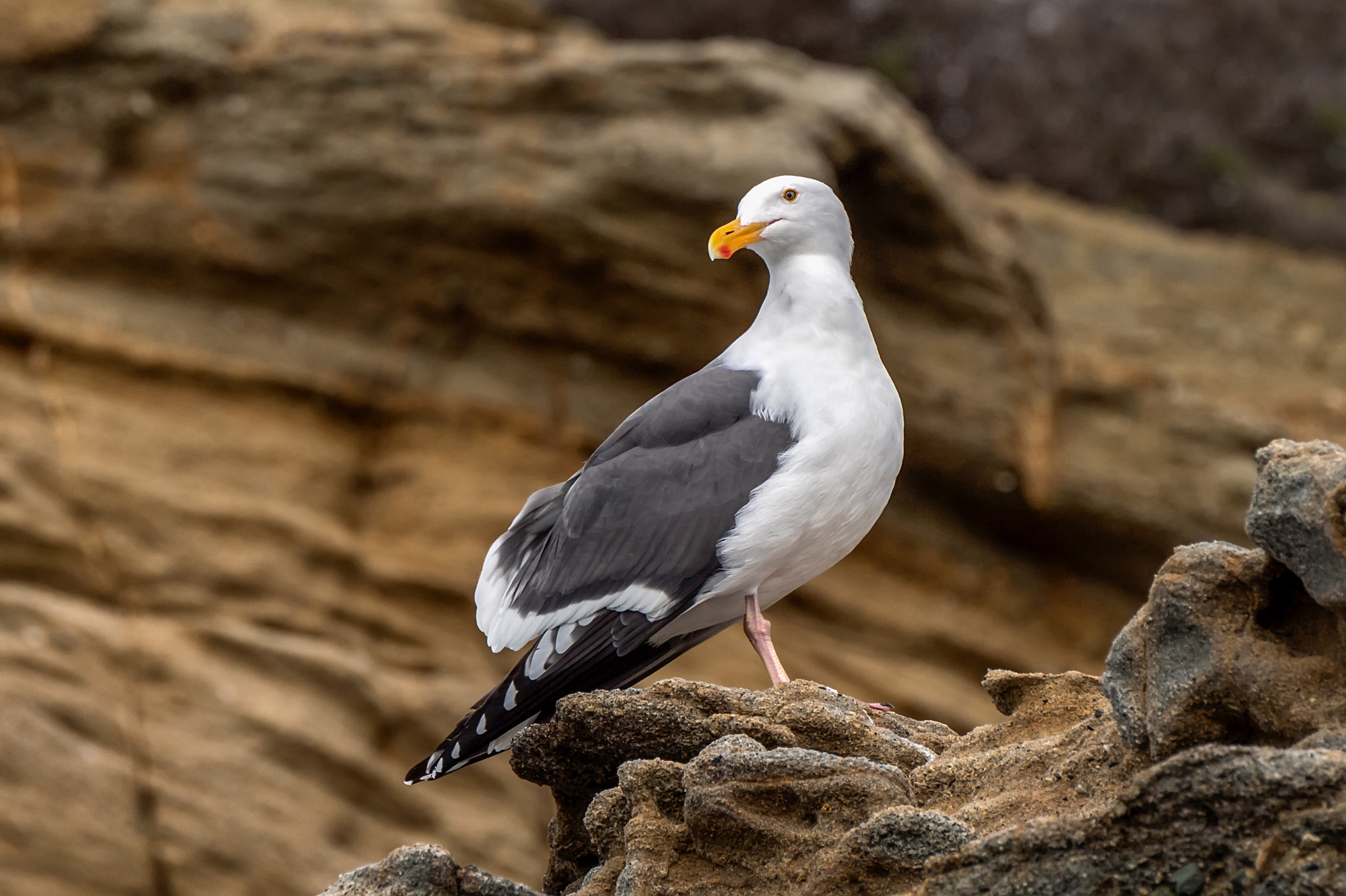 Nikon D5 sample photo. Seagull on one leg photography