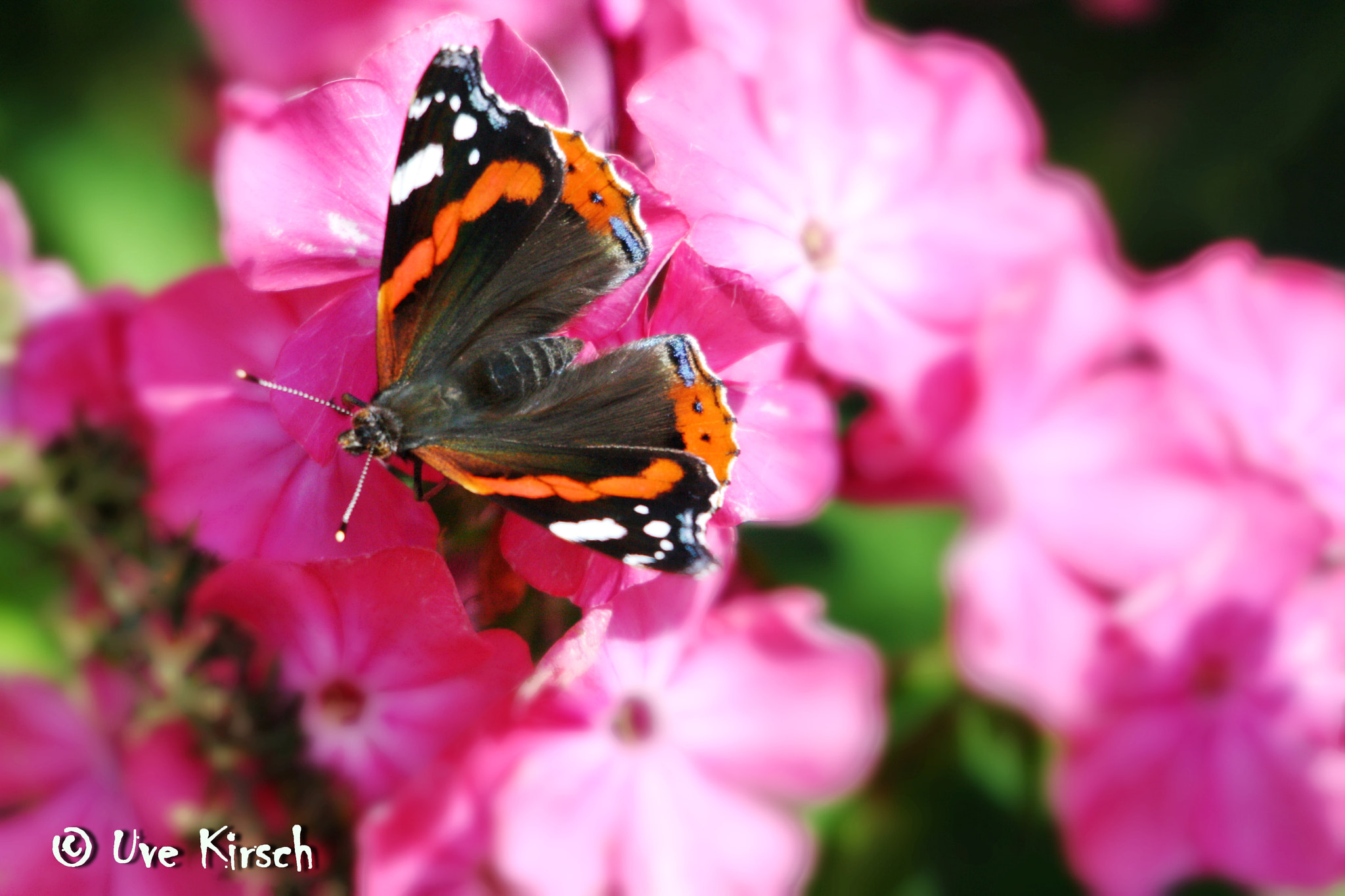Sigma 150-500mm F5-6.3 DG OS HSM sample photo. Admiral butterfly photography