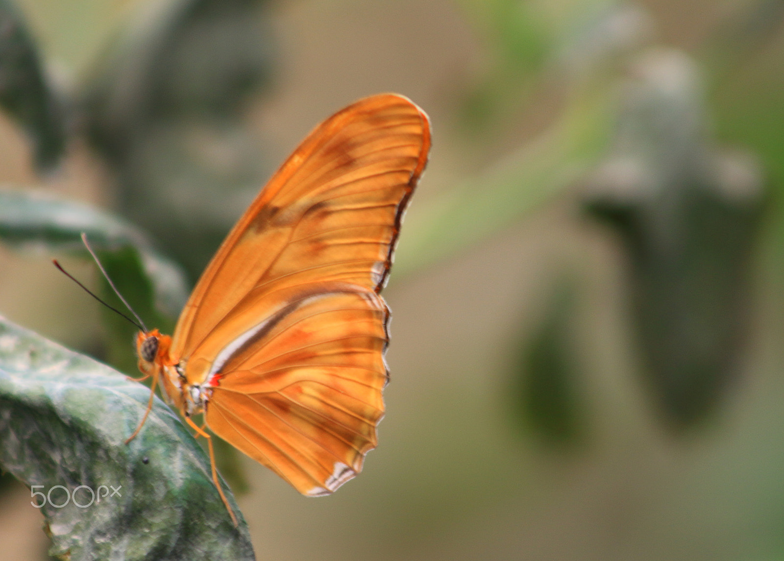 Canon EF 75-300mm f/4-5.6 USM sample photo. Butterfly photography