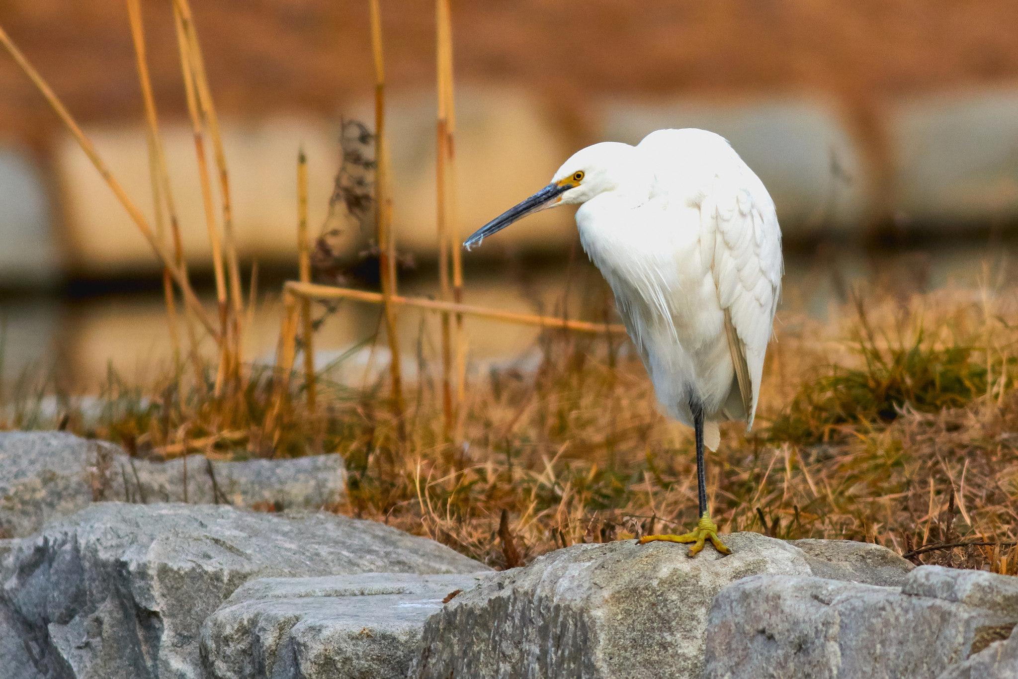 Canon EOS 7D Mark II + Canon EF 400mm F5.6L USM sample photo. White egret photography