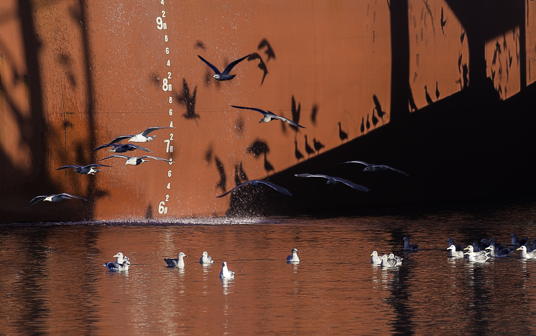 Canon EF 300mm f/2.8L + 1.4x sample photo. Seagull shadows photography