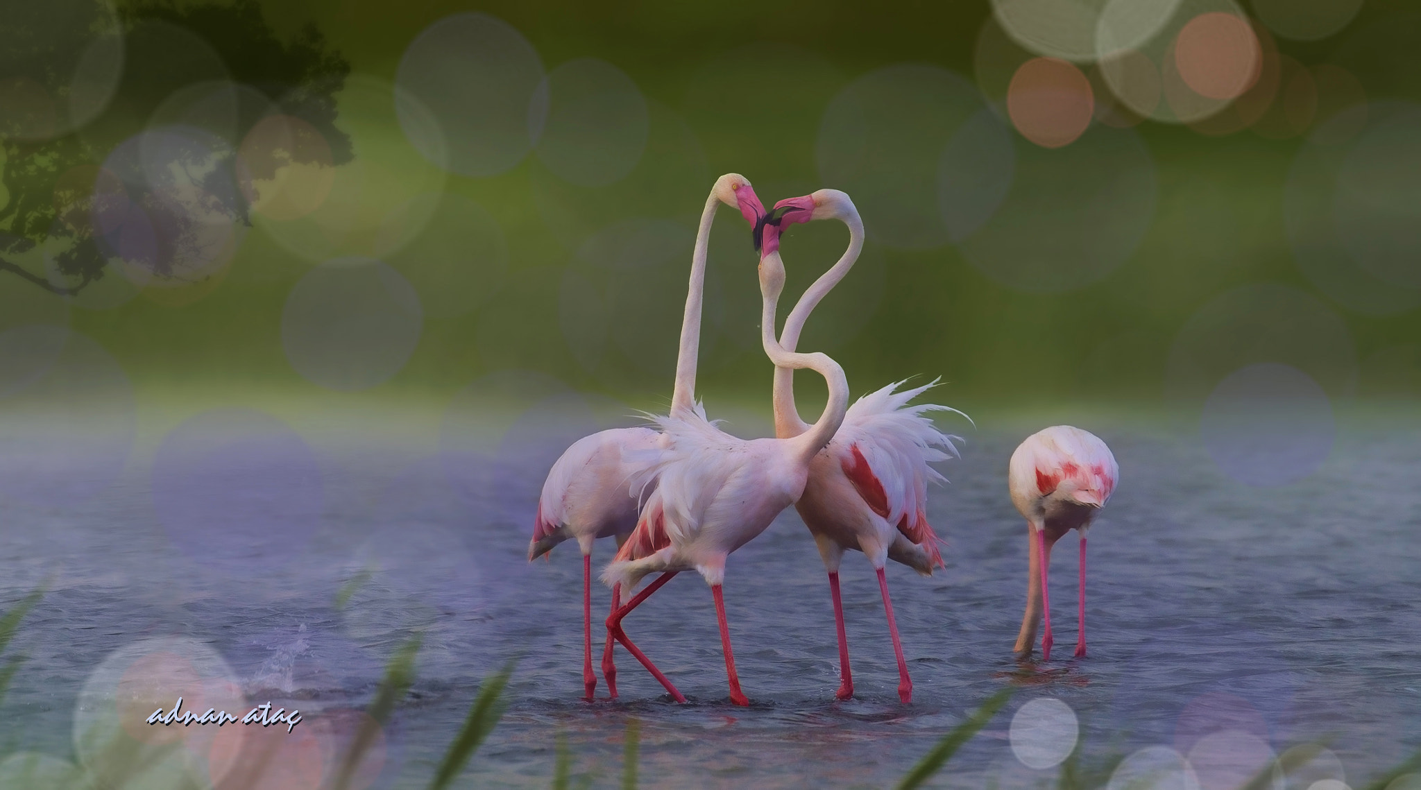 Nikon D4 sample photo. Flamingo - phoenicopterus roseus - greater flamingo photography