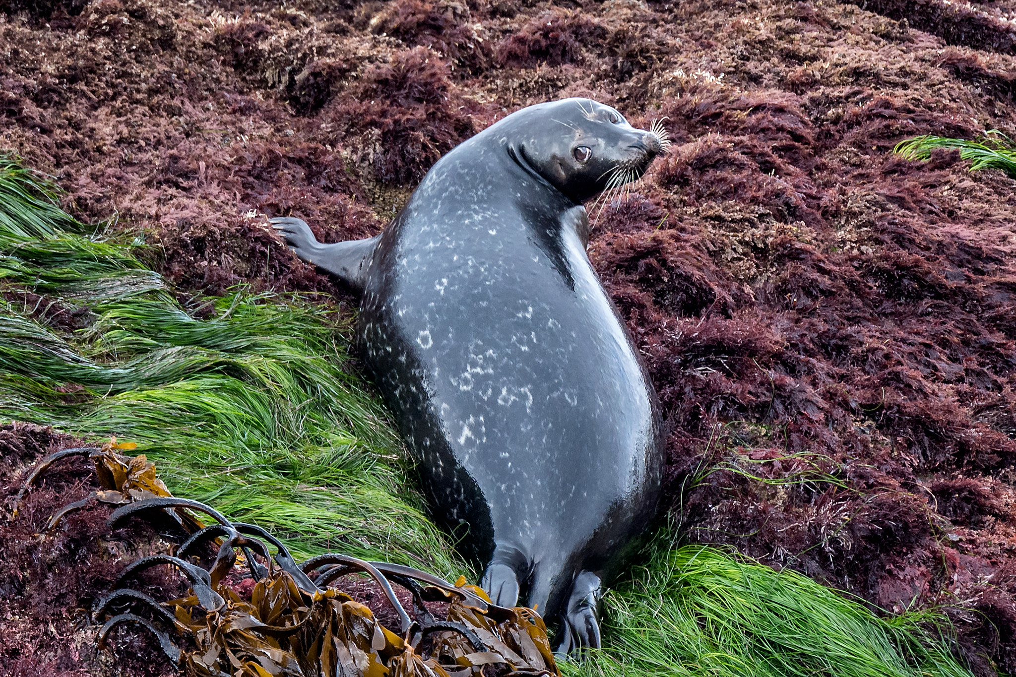 Nikon D5 sample photo. Seal eyes photography