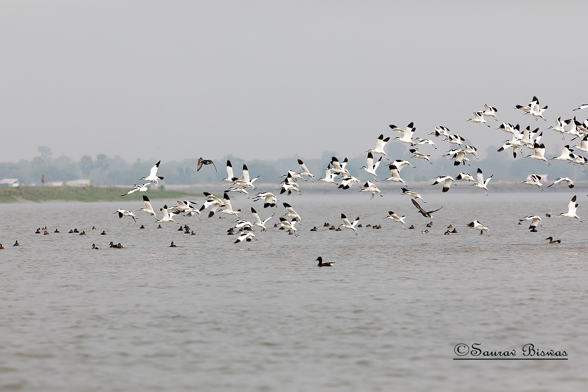 Canon EF 300mm F4L IS USM sample photo. Wave of black & white photography