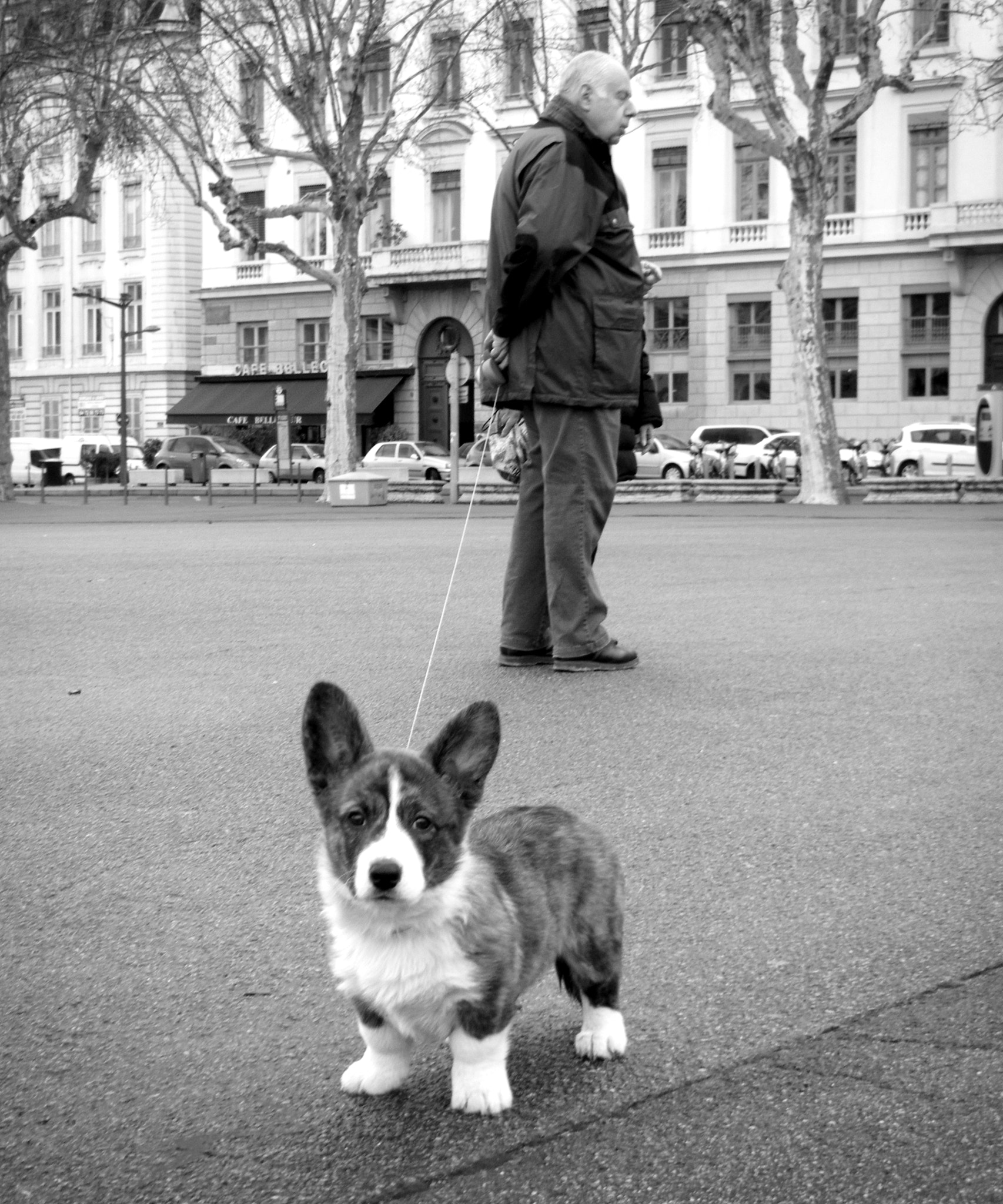 Fujifilm FinePix Z33WP sample photo. Amazing dog photography