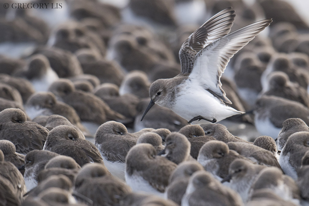 Nikon D810 + Nikon AF-S Nikkor 500mm F4G ED VR sample photo. Dunlins photography