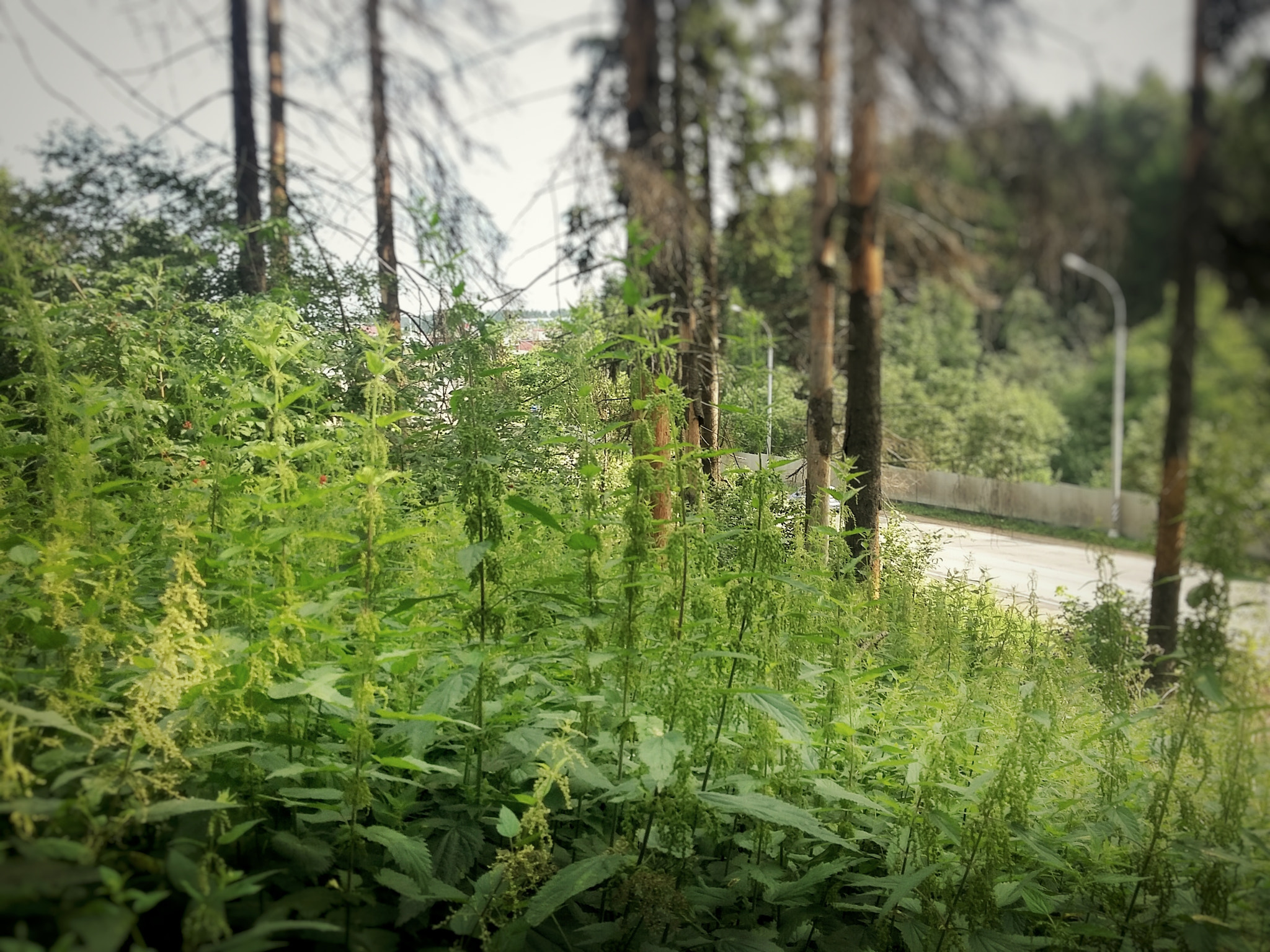 Samsung Galaxy E5 sample photo. Крапива,лес,трава у дома photography