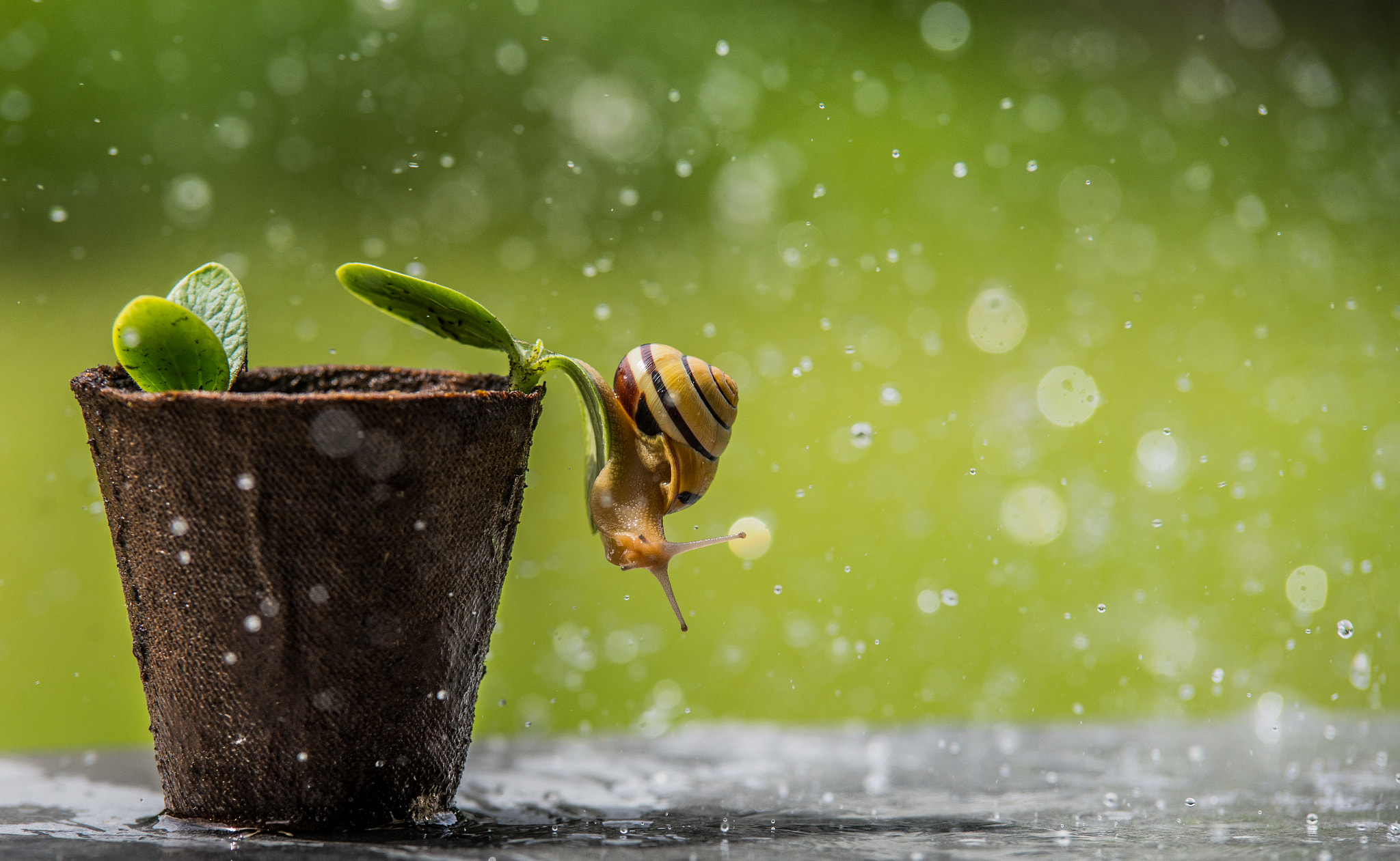 Nikon D600 sample photo. Rain photography