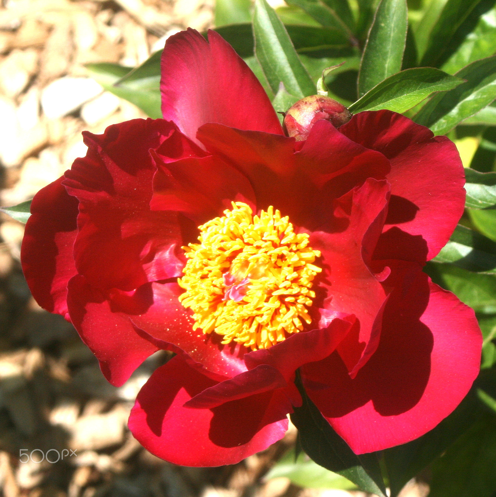 Canon EF 35-80mm f/4-5.6 sample photo. Paris - fleurs flowers jardin floral, ja() cvp lot photography