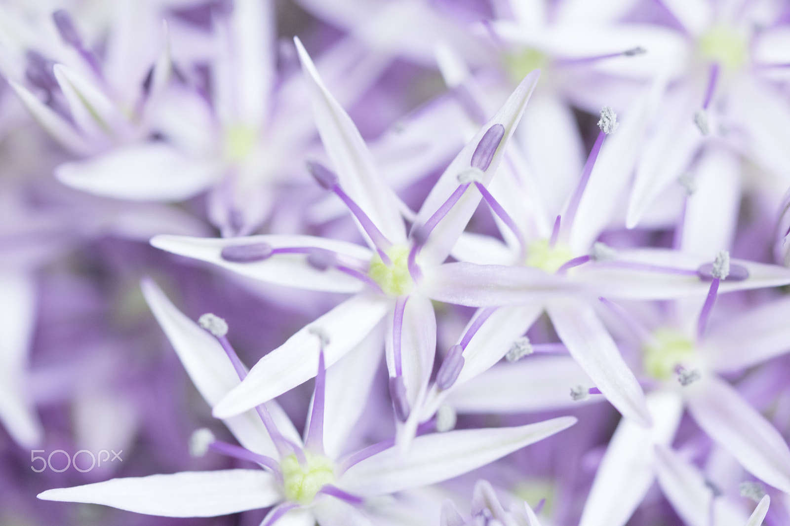 Canon EF 100mm F2.8L Macro IS USM sample photo. Star blossom photography