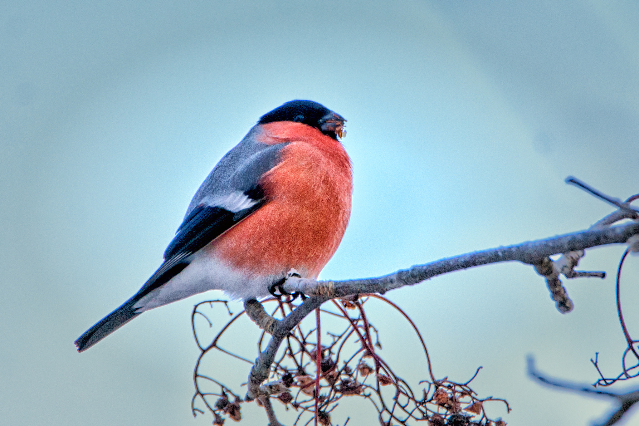 Sony a99 II + Tamron SP 150-600mm F5-6.3 Di VC USD sample photo. Bullfinch photography