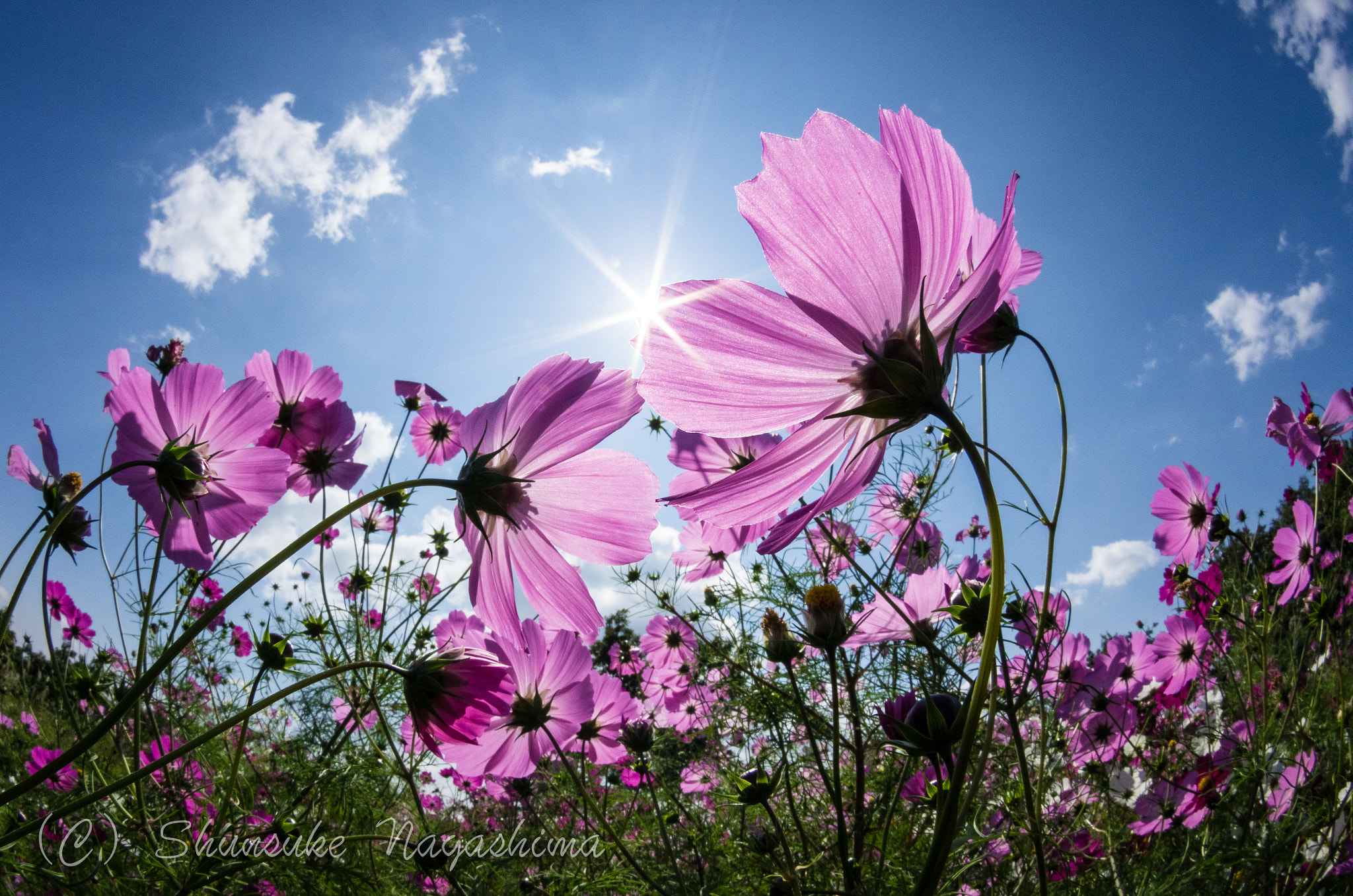 Pentax K-5 sample photo. Cosmos photography