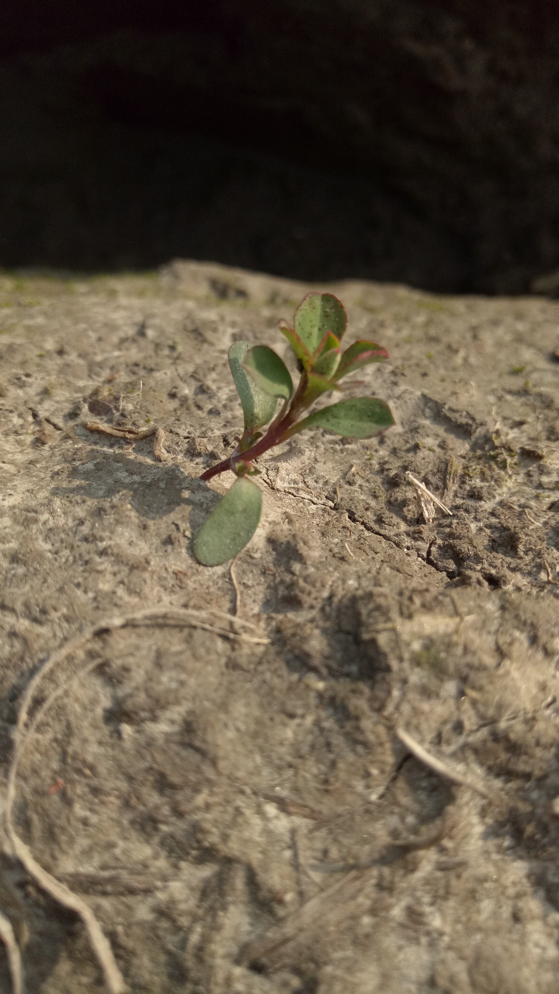 OPPO R9KM sample photo