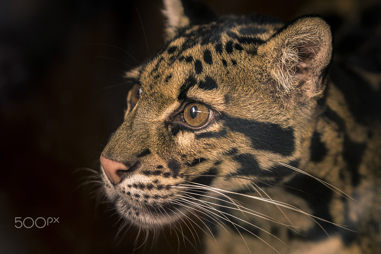 Tamron SP 70-200mm F2.8 Di VC USD sample photo. Clouded leopard photography