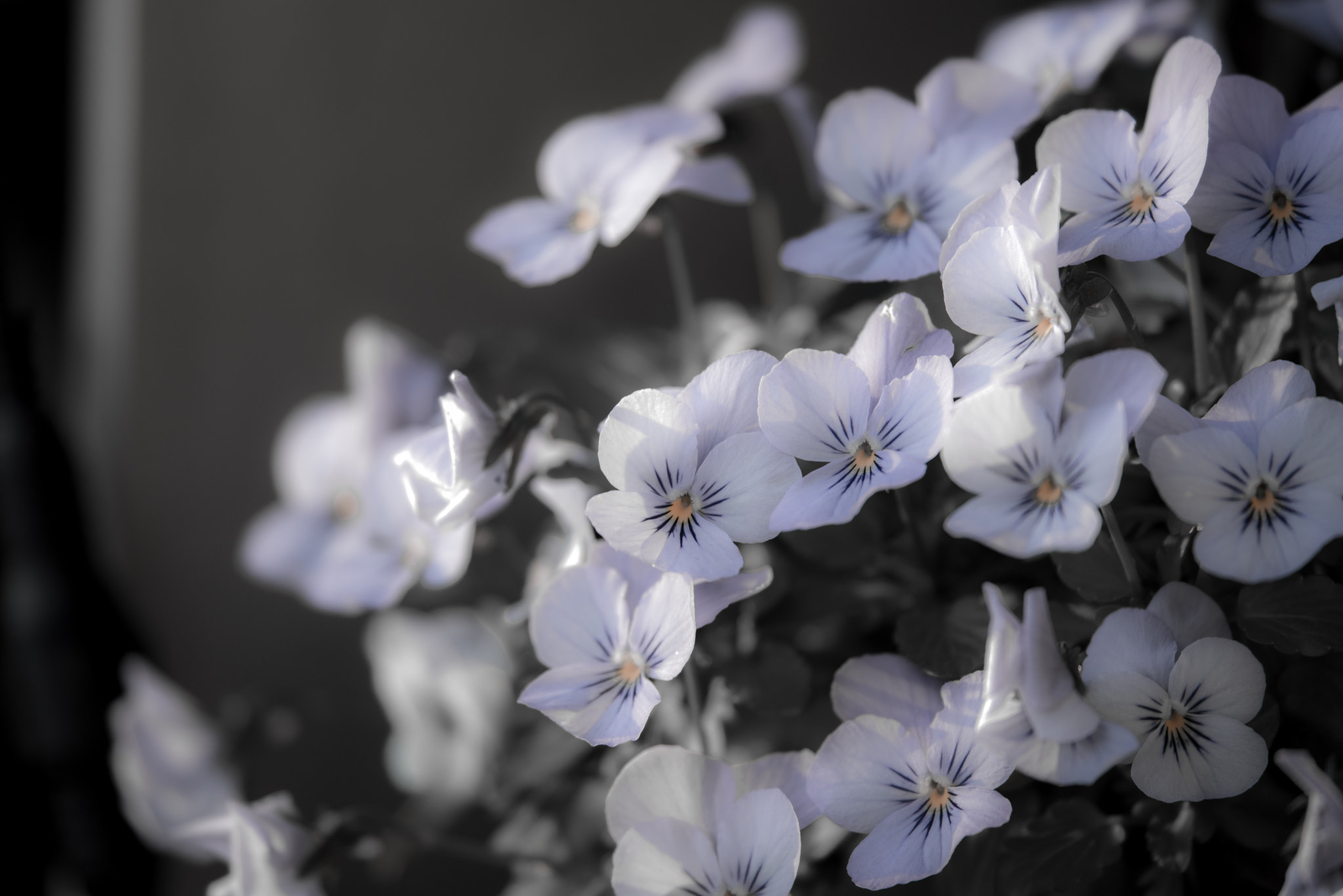 Nikon Nikkor AF-S 300mm F4E PF ED VR sample photo. Pansy photography