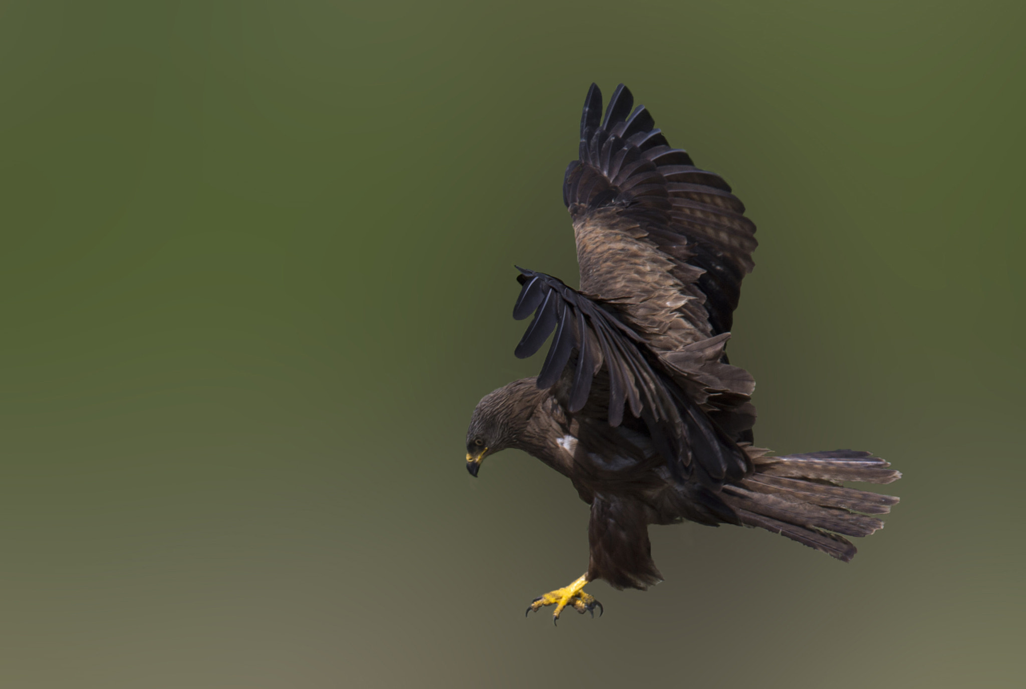 Canon EF 400mm F2.8L IS II USM sample photo. Black kite photography