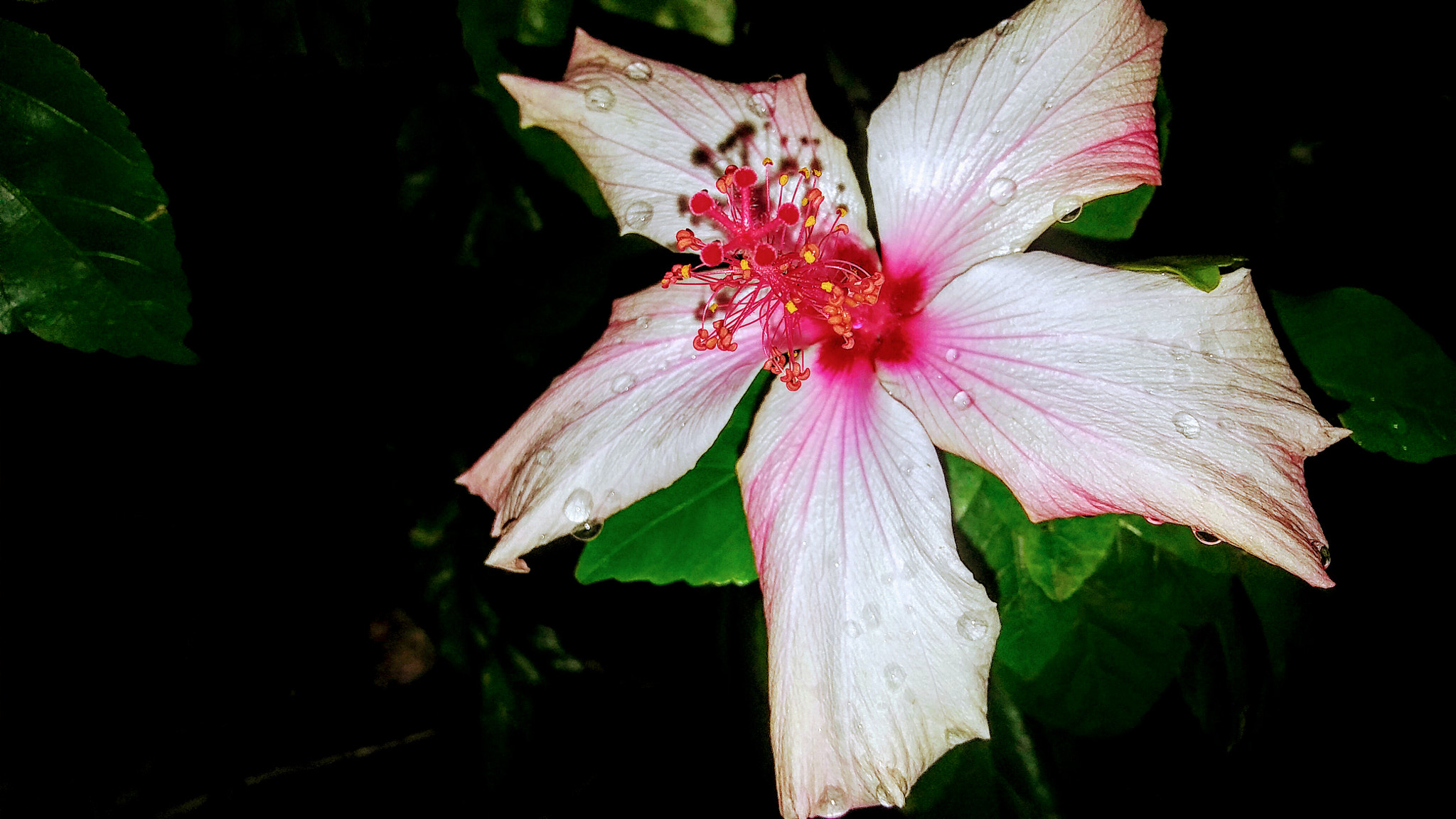 LG STYLO 2 PLUS sample photo. Flower photography
