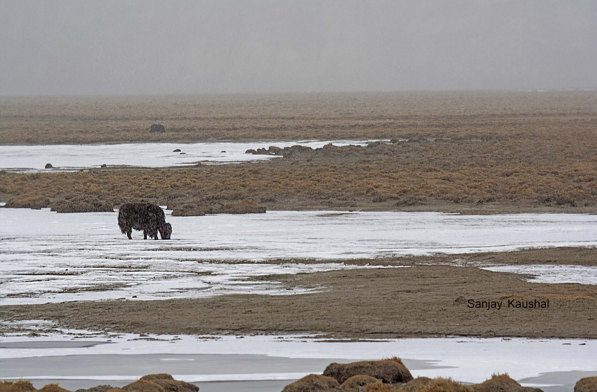 Canon EF 35-350mm F3.5-5.6L USM sample photo. A lone yak grazingin plains of chushul photography