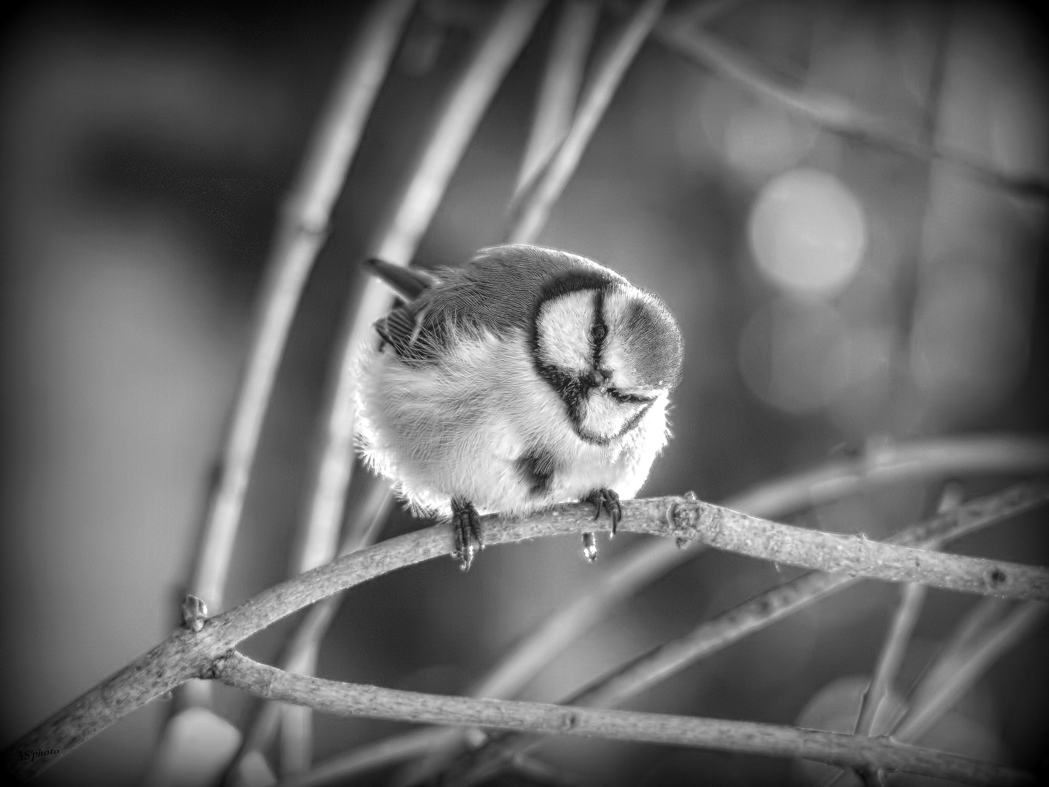 Olympus OM-D E-M1 sample photo. Bluetit / b&w photography