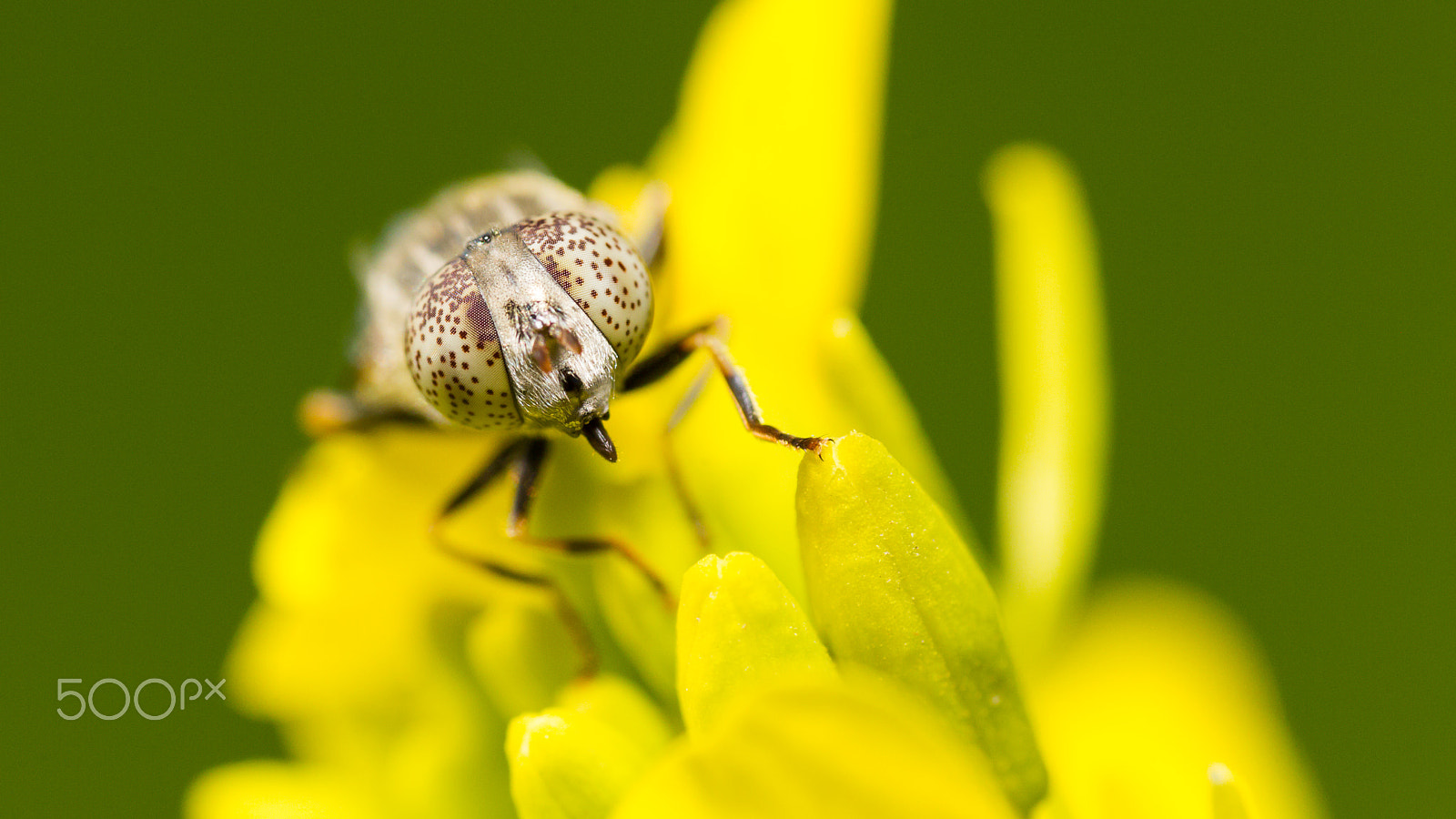 Canon EF 100mm F2.8 Macro USM sample photo. Miniature nature photography