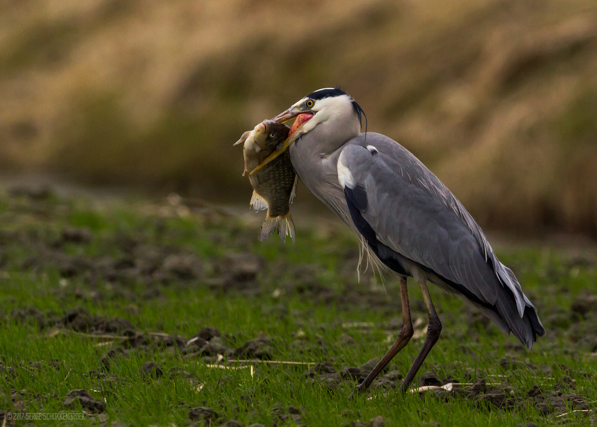 150-600mm F5-6.3 DG OS HSM | Contemporary 015 sample photo. Grey heron eating big common bream photography