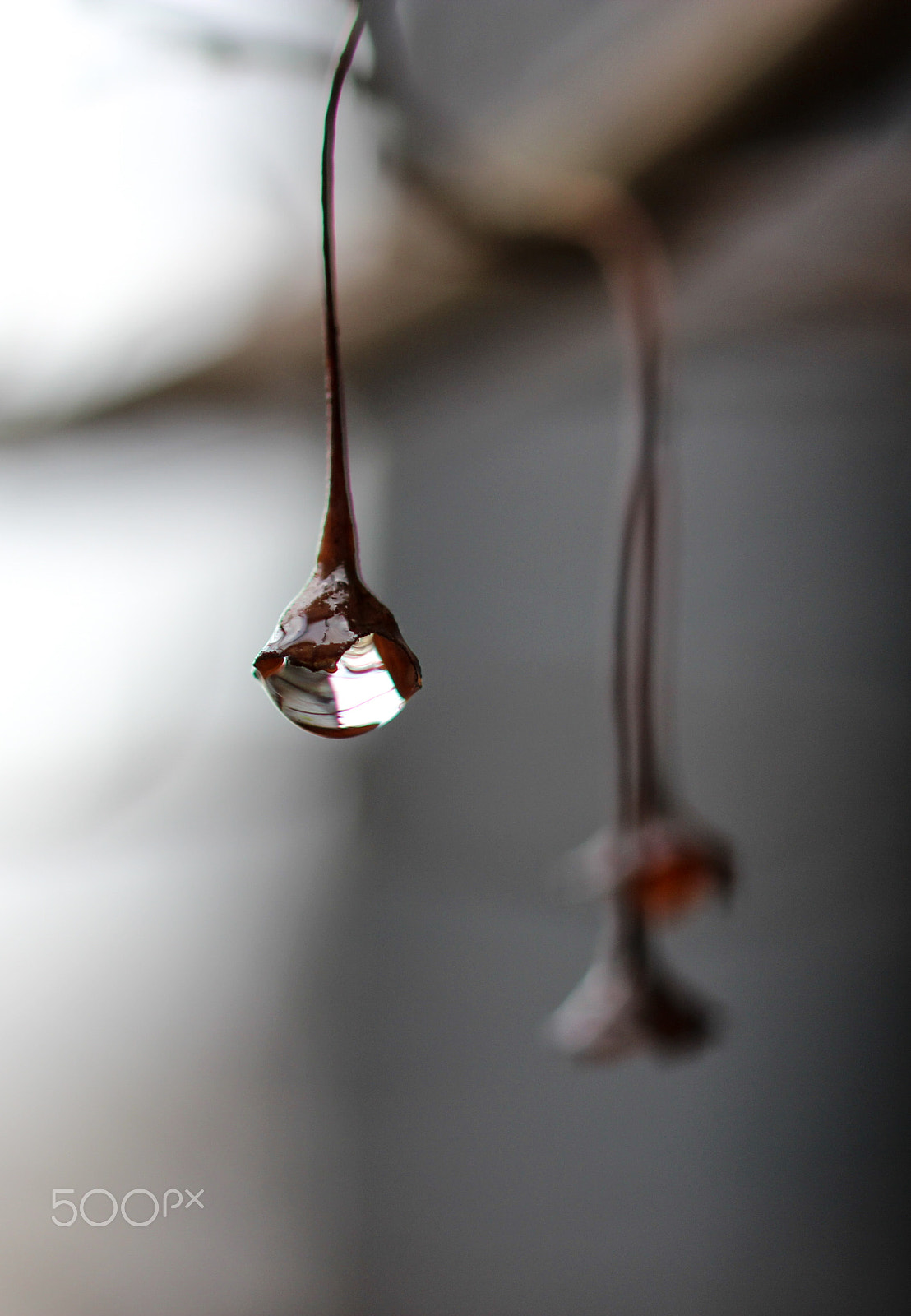 Sigma 105mm F2.8 EX DG OS HSM sample photo. Tears in the rain photography
